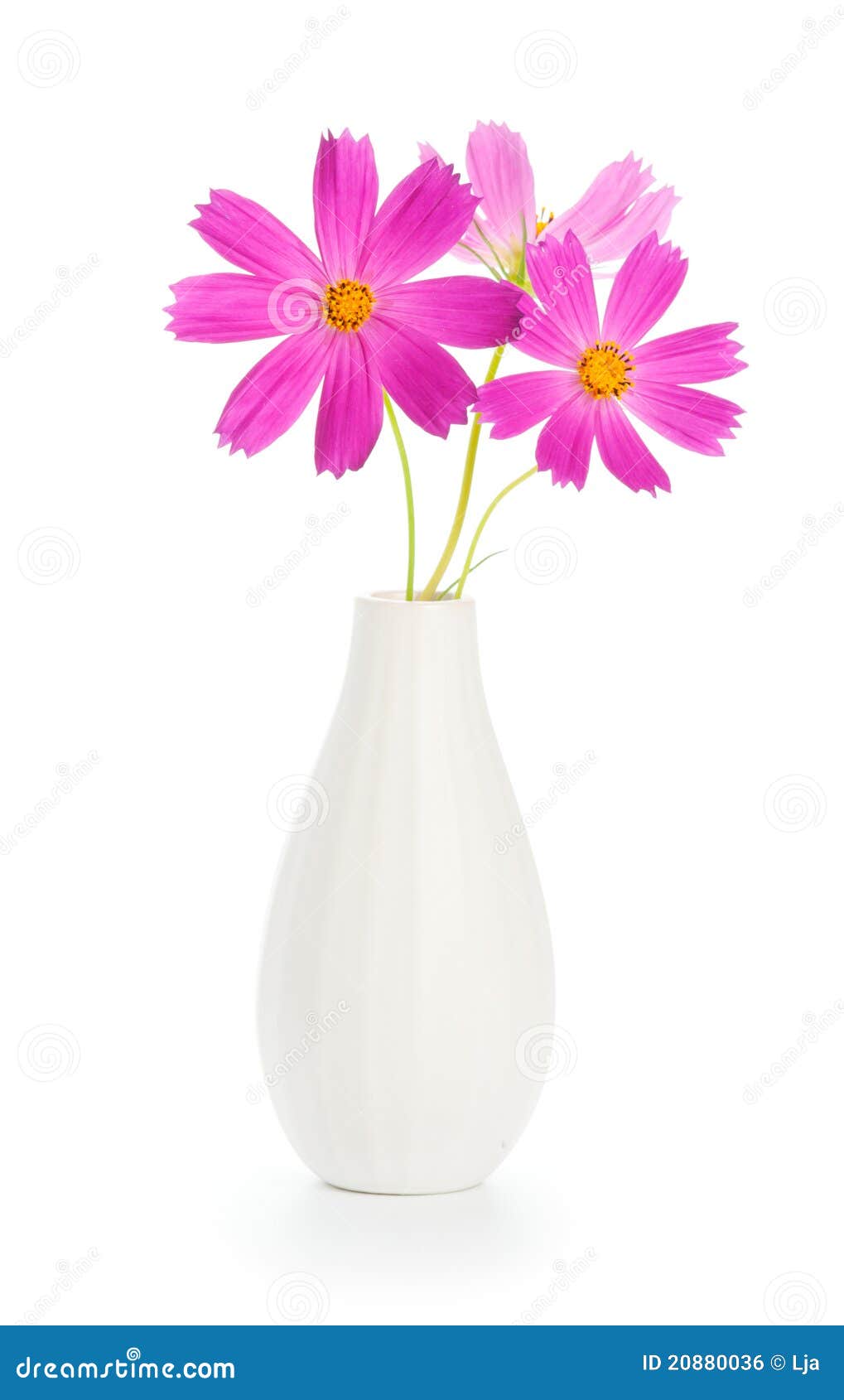Blumen im Vase stockfoto. Bild von liebe, recht, schön - 20880036