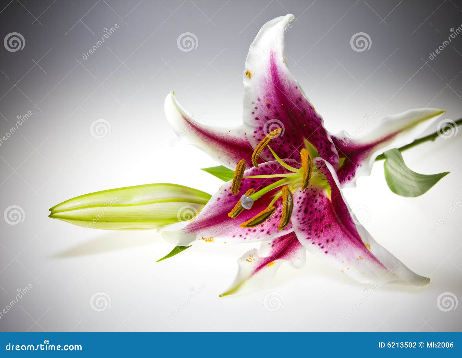 BlumenLilie stockfoto. Bild von dunkel, nave, schön, pflanzen 6213502