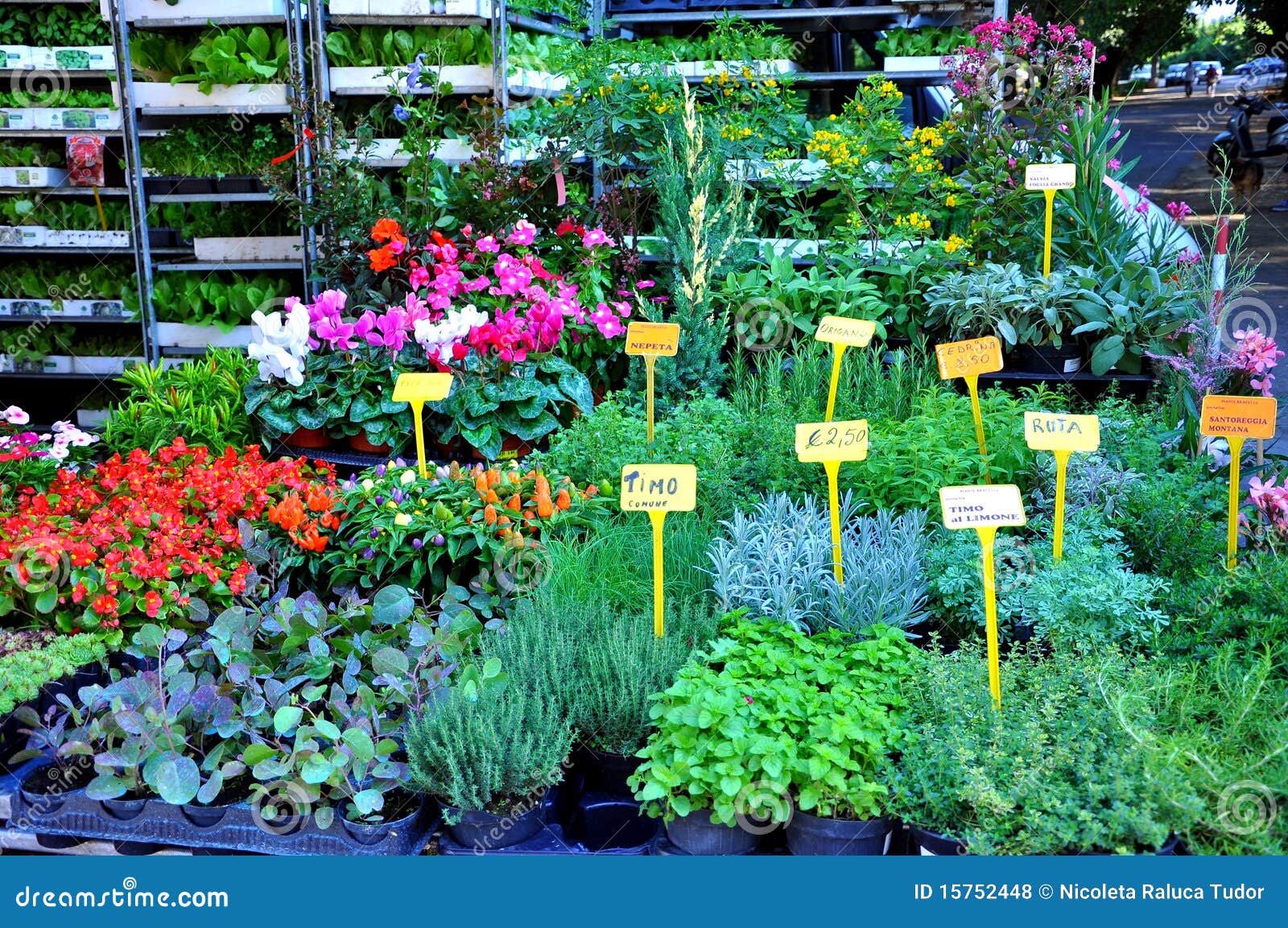 Blumen Und Kräuter Auf Verkauf Stockfoto Bild von kauf, würzen 15752448