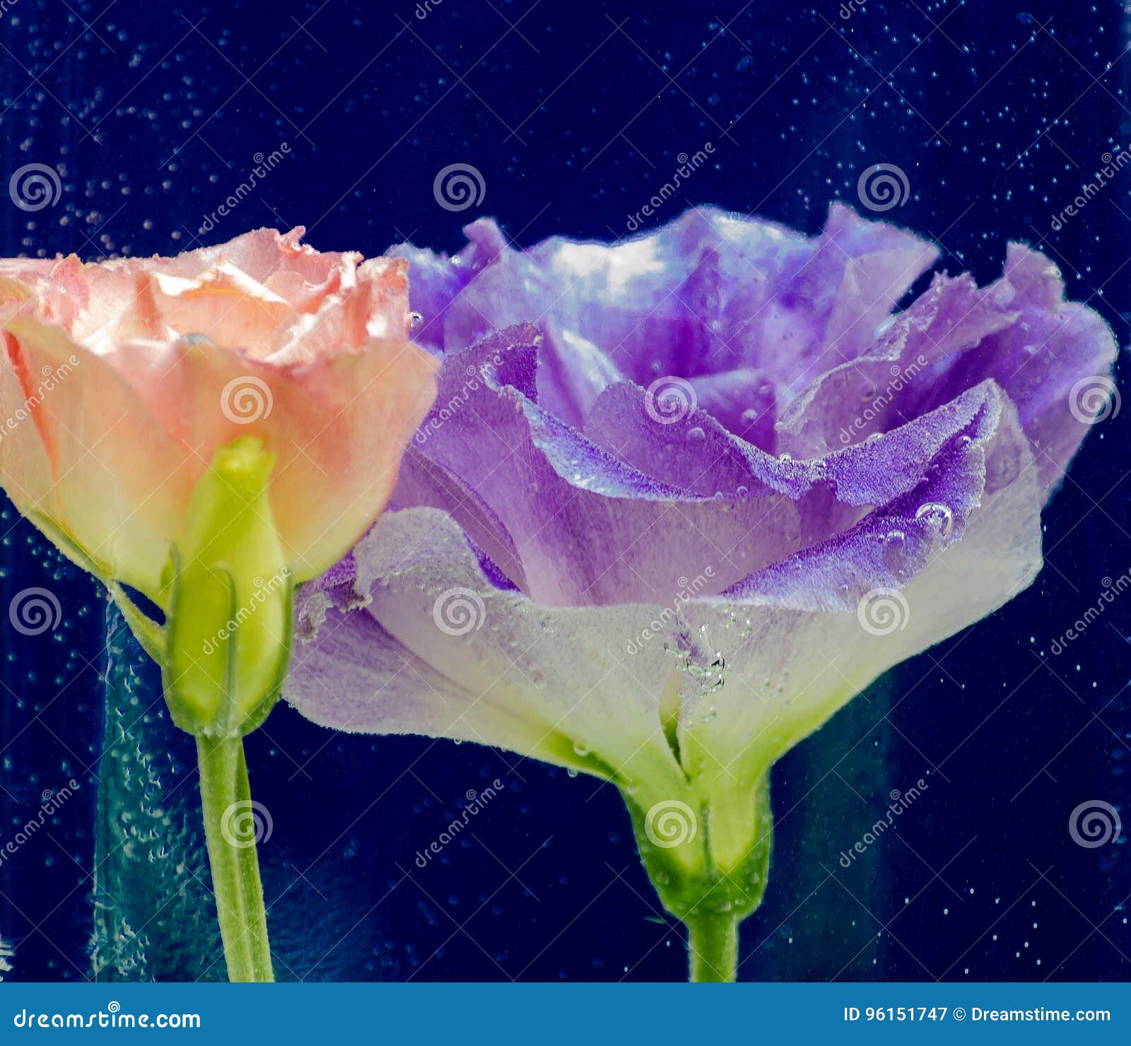 Blumen Unter Wasser Stockbild Bild Von Wasser Blumen