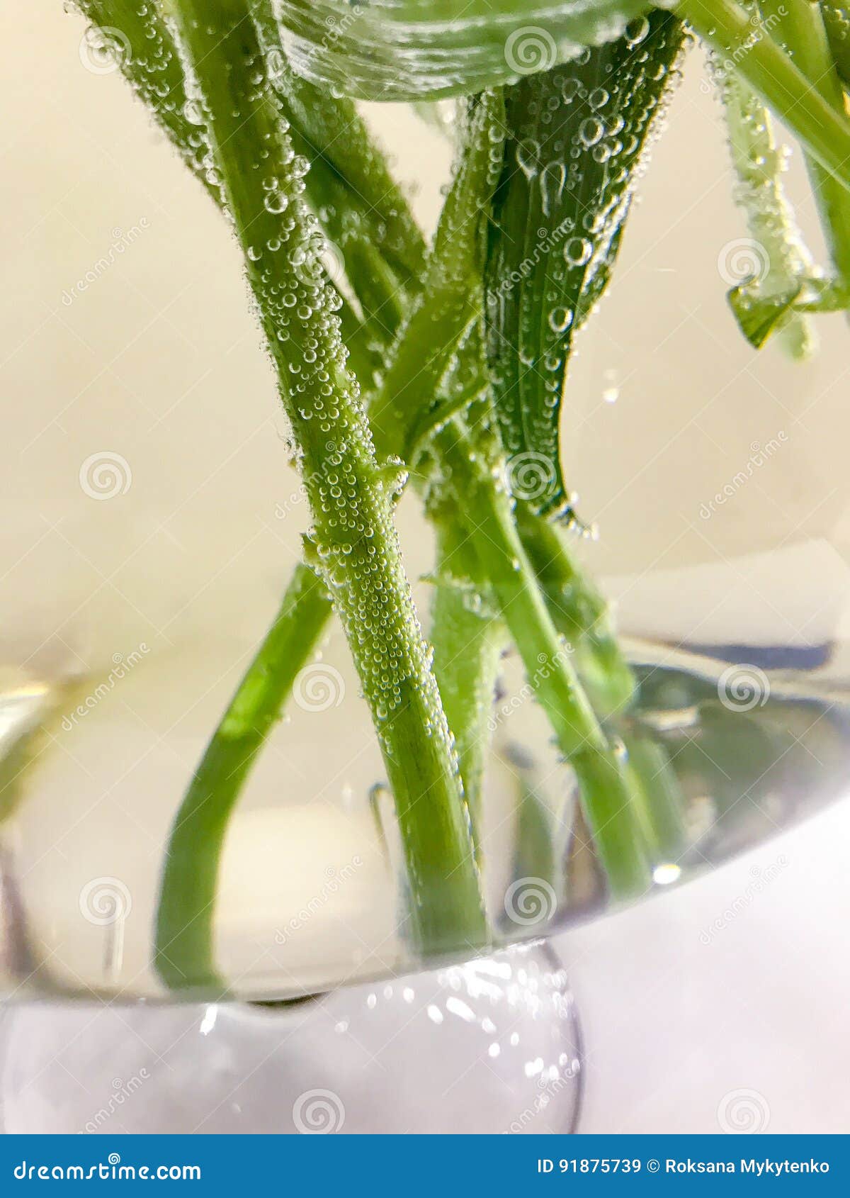 Blumen Unter Wasser In Der Luftblase Stockbild Bild Von Wasser Luftblase