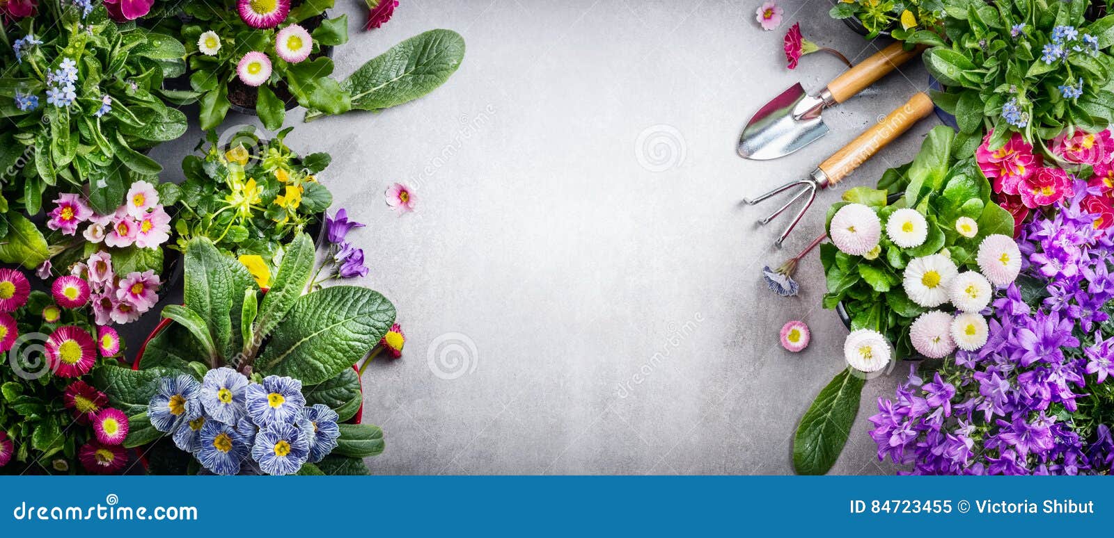 Blumengartenarbeithintergrund mit Vielzahl von bunten Gartenblumen und von Gartenarbeitwerkzeugen auf konkretem Hintergrund, Drau