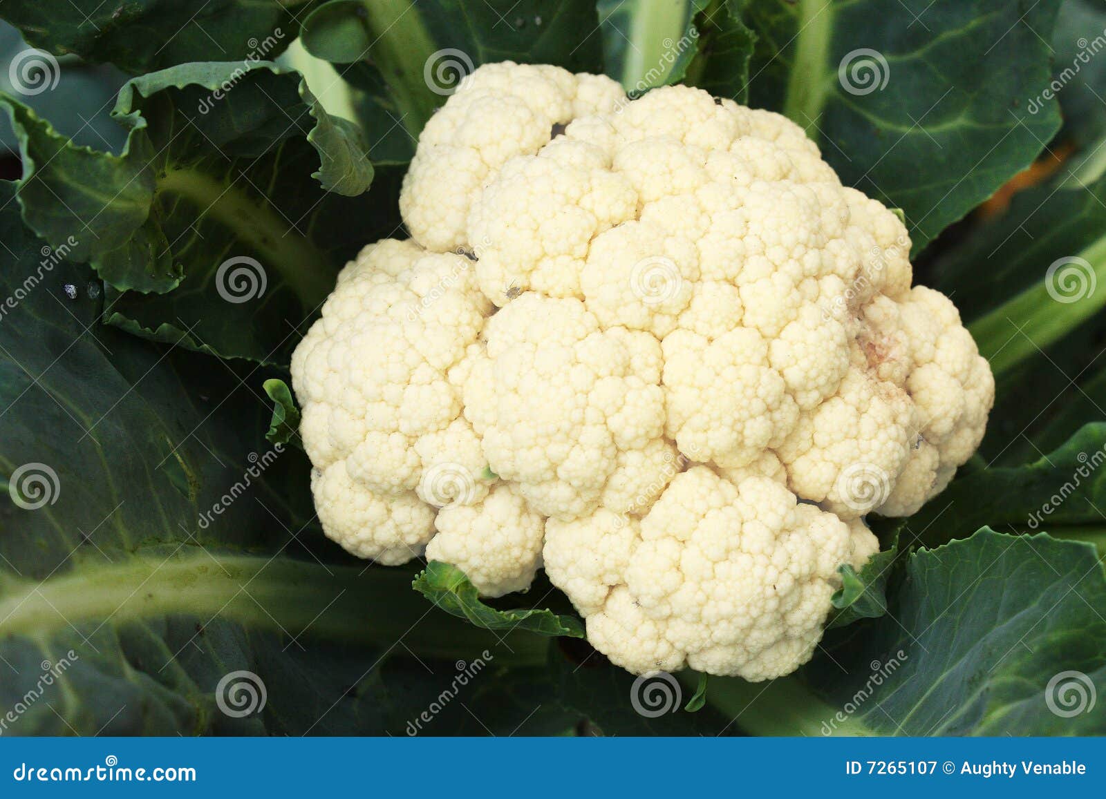 Blumenkohl, Der Im Garten Wächst Stockbild Bild von essen, gesund