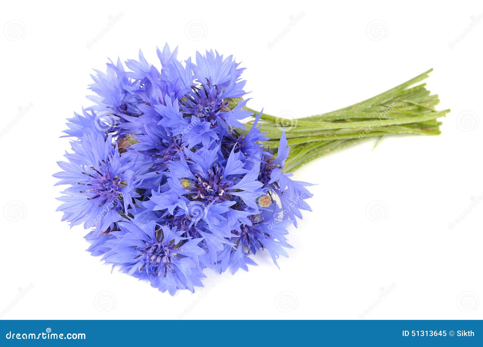 Blumenstrauß Von Den Kornblumen Lokalisiert Auf Weißem Hintergrund Stockfoto - Bild: 51313645