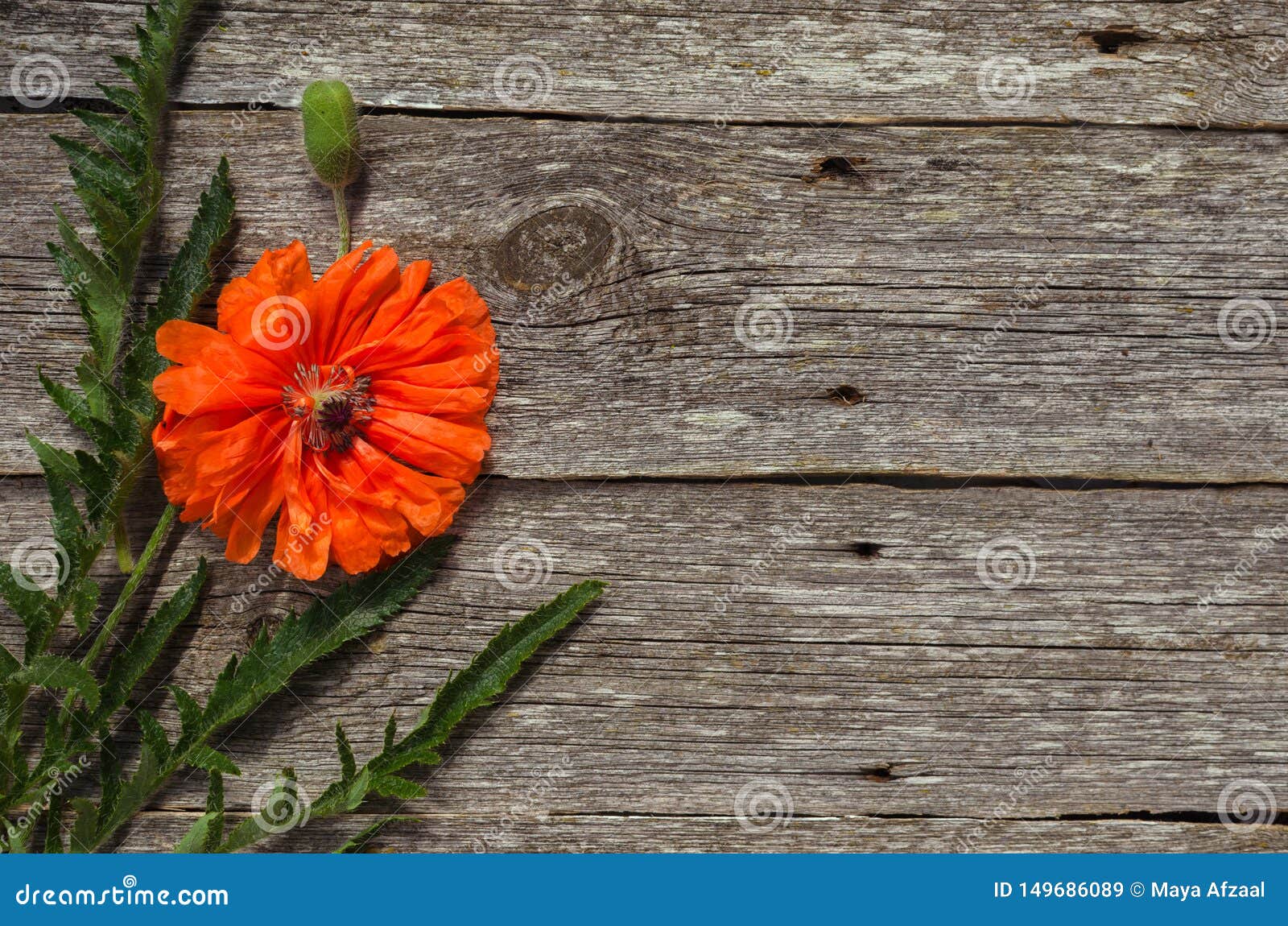 Bouquet of Red Poppies on Wooden Background. Bouquet of Red Flowers ...