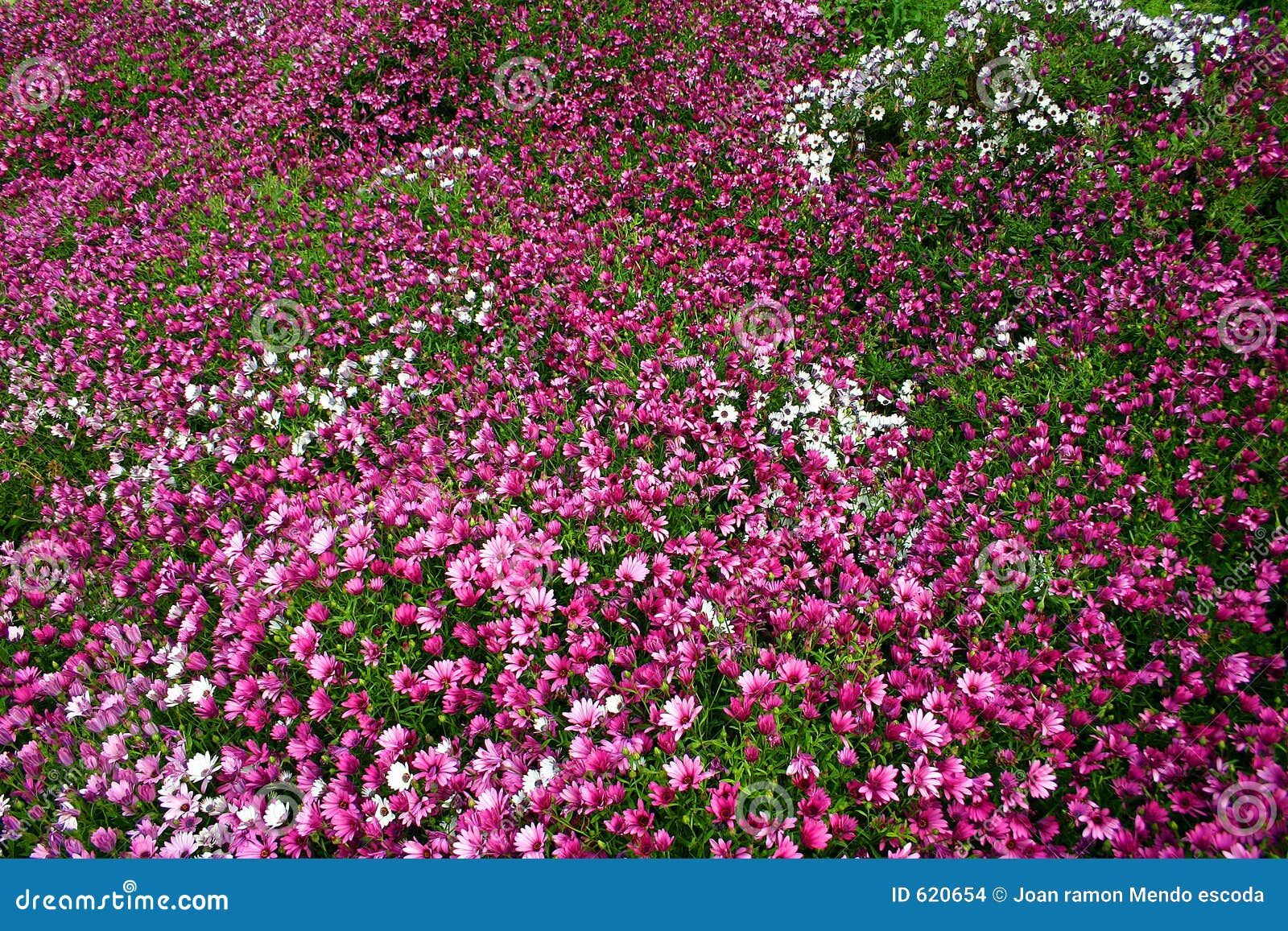 Blumenteppich stockfoto. Bild von gänseblümchen, garten 620654