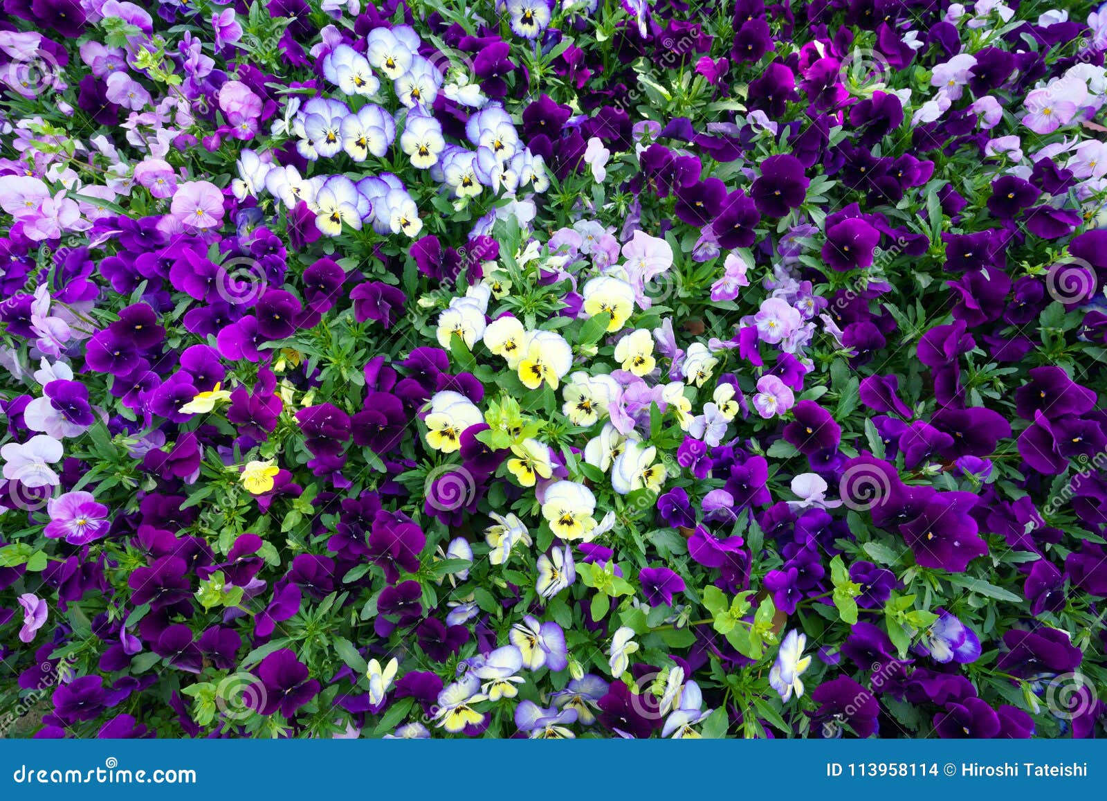 Blumenteppich von Pansies stockfoto. Bild von garten
