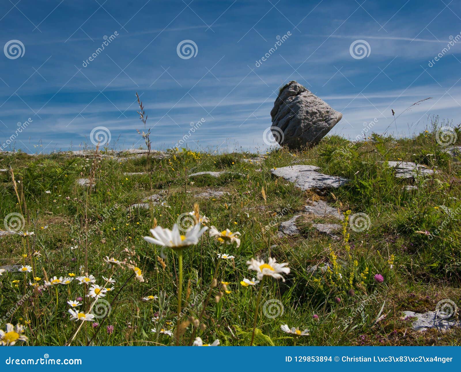 Blumenwiese vor einem großen Felsen in Irland. Schöne Blumenwiese mit einem stehenden Flussstein im Hintergrund