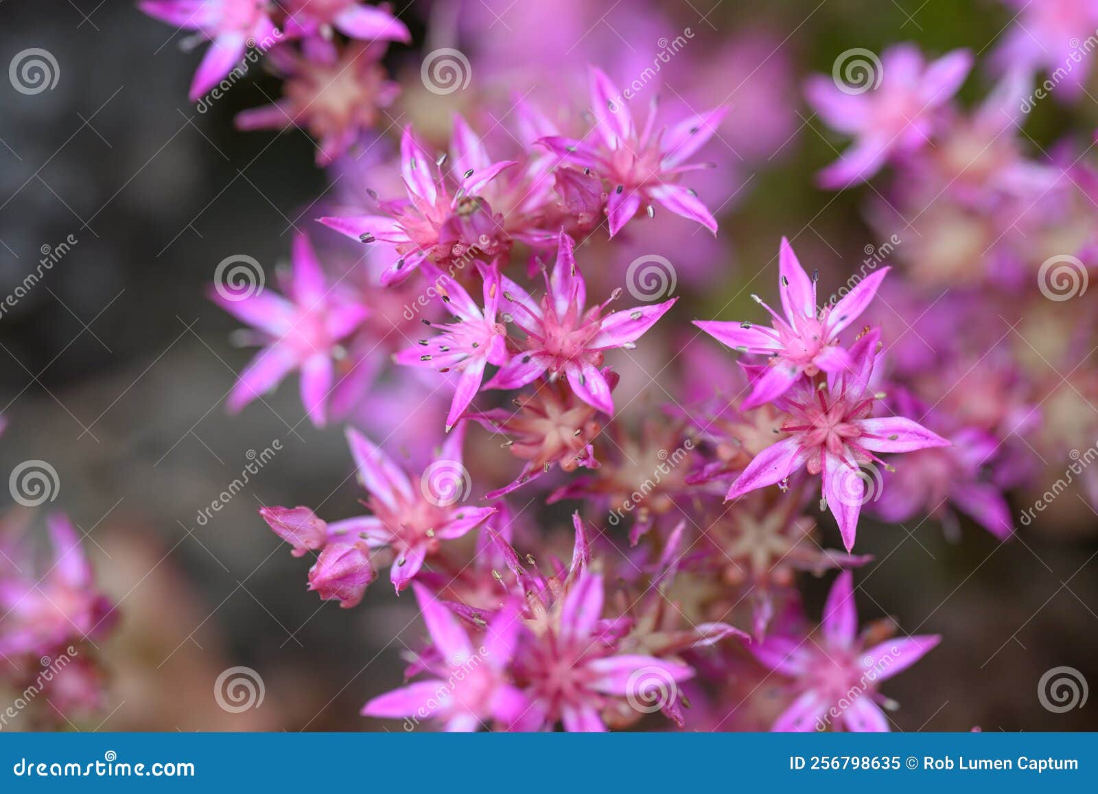 blunt-leaved stonecrop sedum obtusifolium, star-d, bright pink flowers