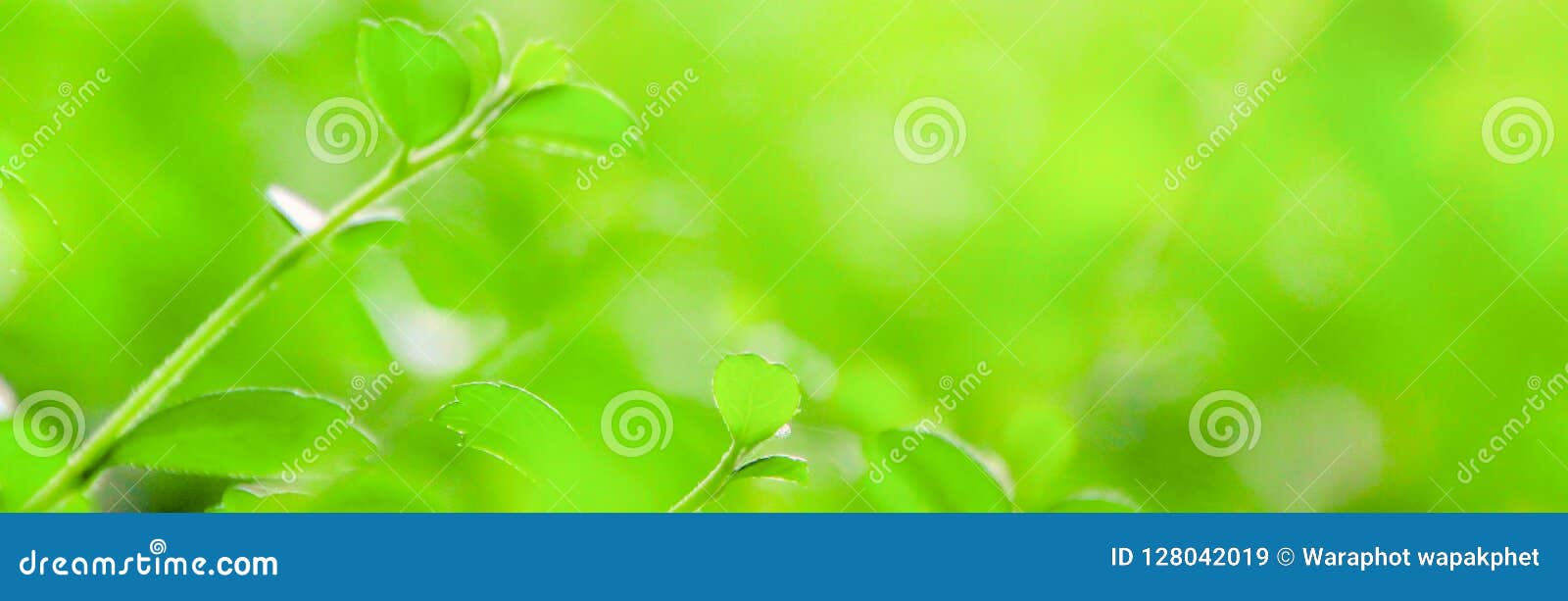 Blur Background,nature Leaf Banner Size Pattern. Stock Image - Image of  design, greenery: 128042019