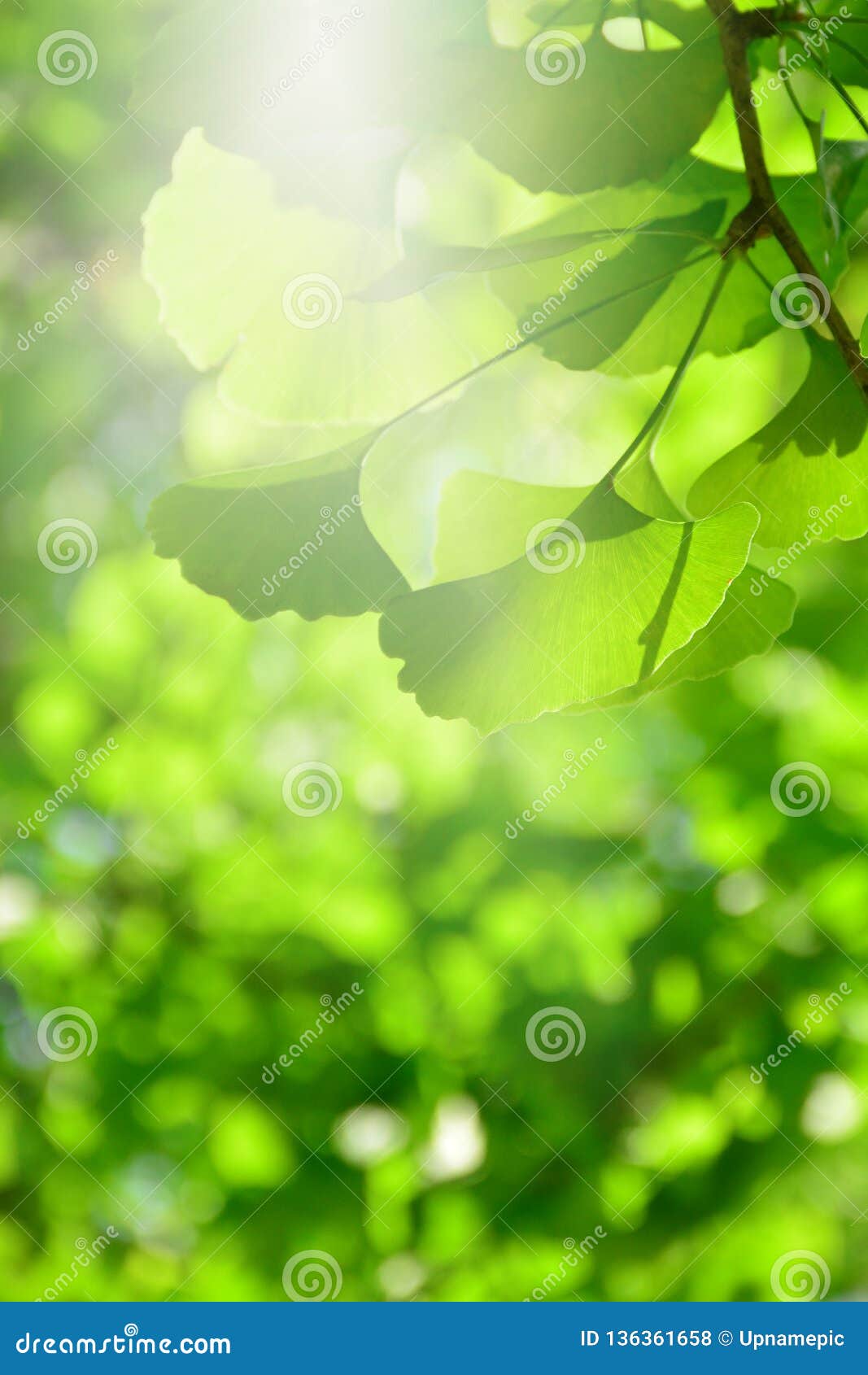 Blur Ginkgo Green Leaf Background. Stock Photo - Image of leaves, bokeh:  136361658