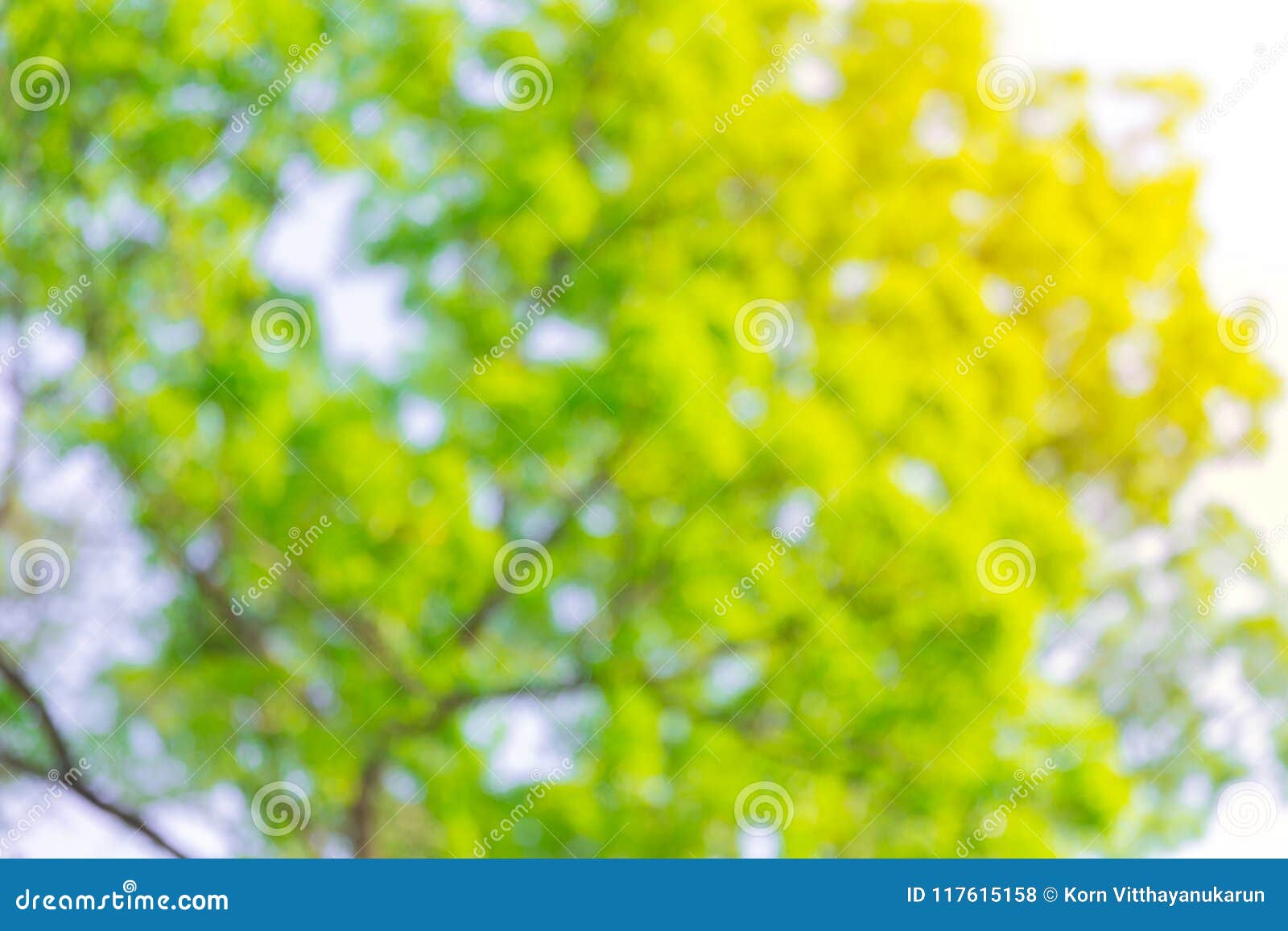 Blur Green Tree Abstract for Background Stock Photo - Image of color,  beautiful: 117615158