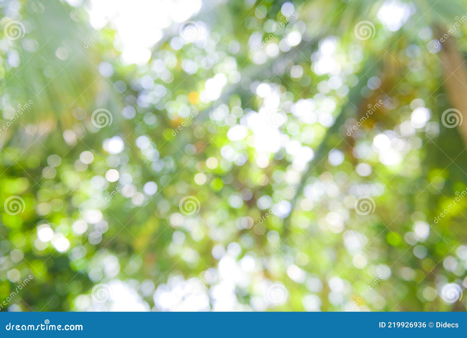Hãy nhanh tay bấm vào hình ảnh liên quan đến cây rừng để tận hưởng vẻ đẹp của tán lá - Foliage. Những đóa lá rộng lớn, có màu sắc sặc sỡ của cái thu, sẽ đưa bạn vào một không gian yên bình, thư thái và gần gũi với thiên nhiên.
