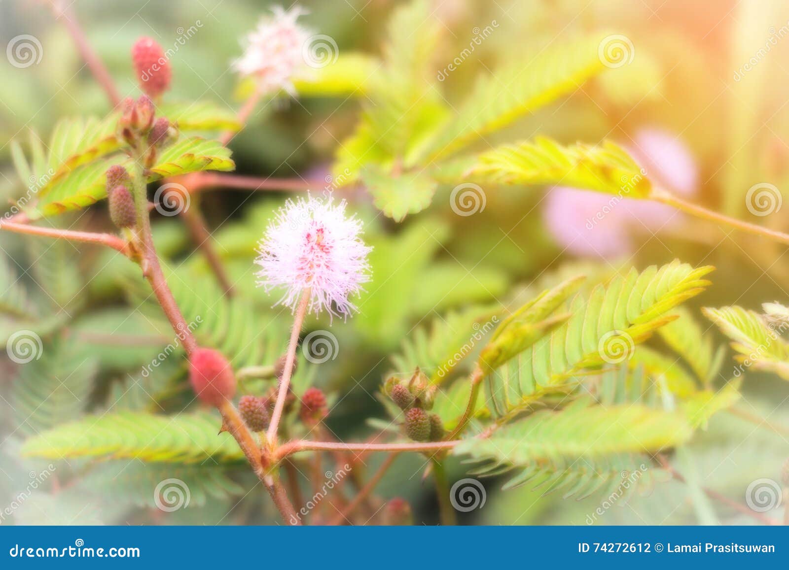 Blur white flower pollen stock photo. Image of leaf, beautiful 74272612