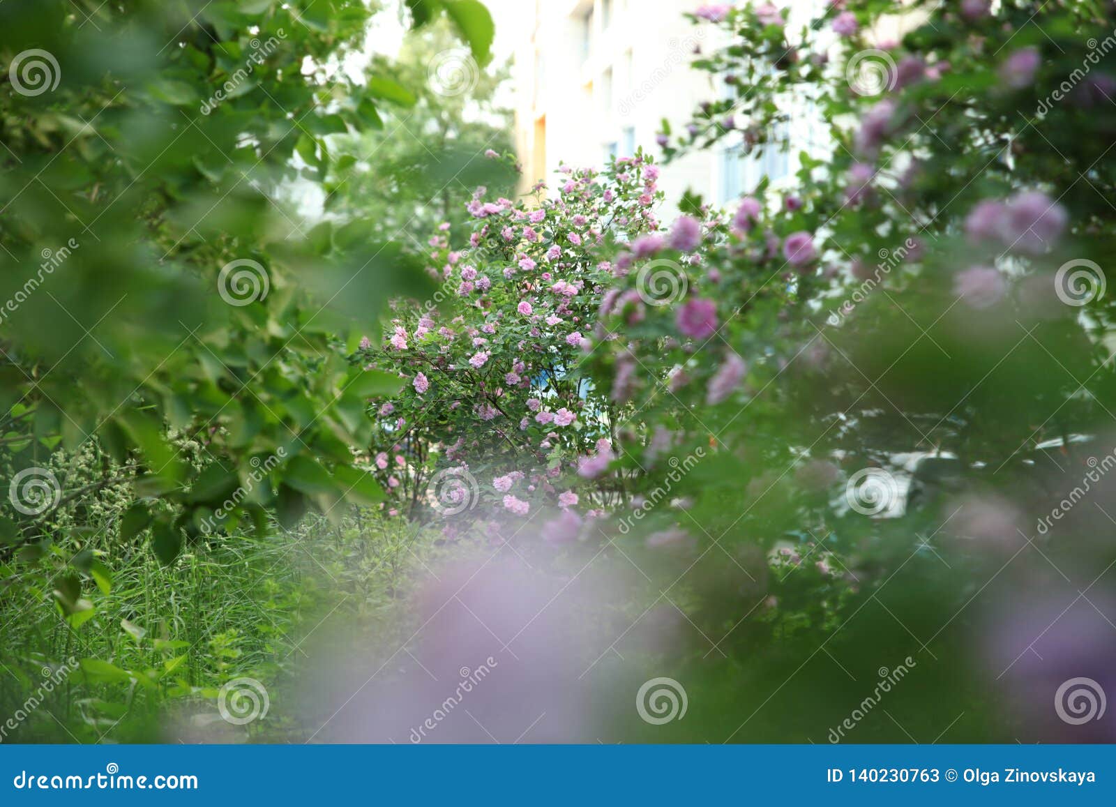 Blurred Background of a Blossoming Green Garden, Bushes of Wild Rose ...