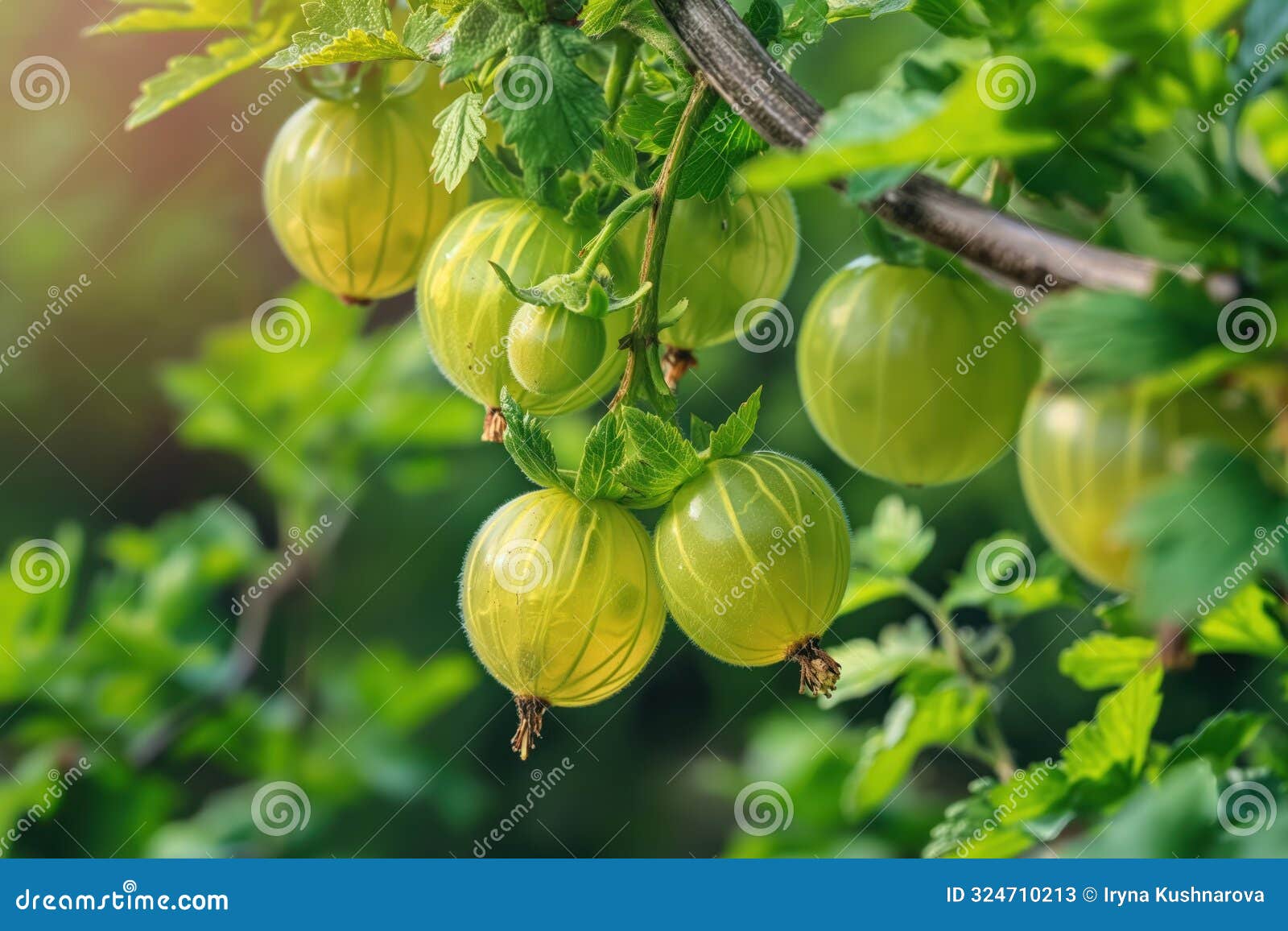 green grapes cluster on vine, circular pattern with some overlapping. blurred background suggests foliage or more grapevines.
