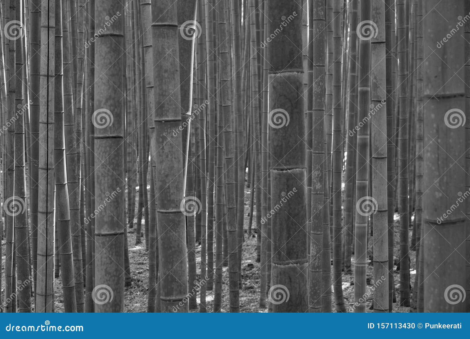 Blurred Bamboo in Bamboo Forest in Black and White Style Stock Photo ...