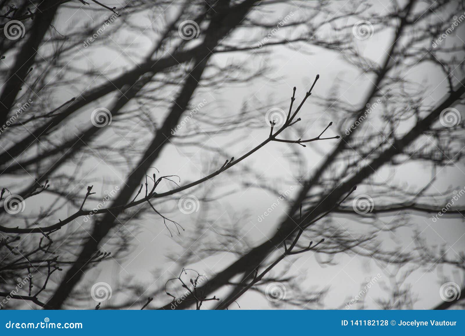 Haunting Branches on a Gloomy Day Stock Photo - Image of natural, cold