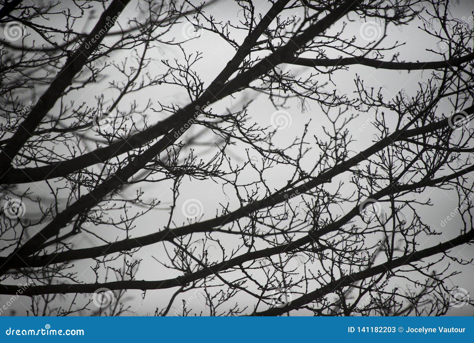 Haunting Branches on a Gloomy Day Stock Image - Image of bokeh