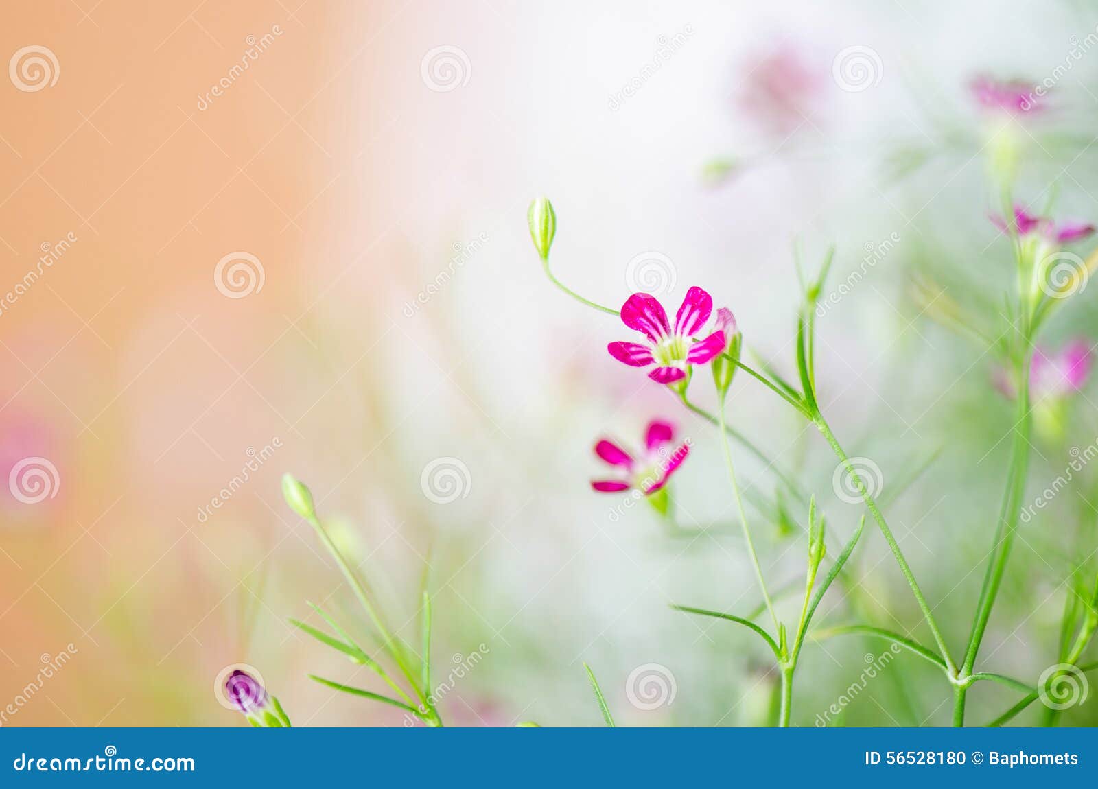 Blurred Flower Background, Abstract Blur Background Stock Photo - Image of  blur, foliage: 56528180