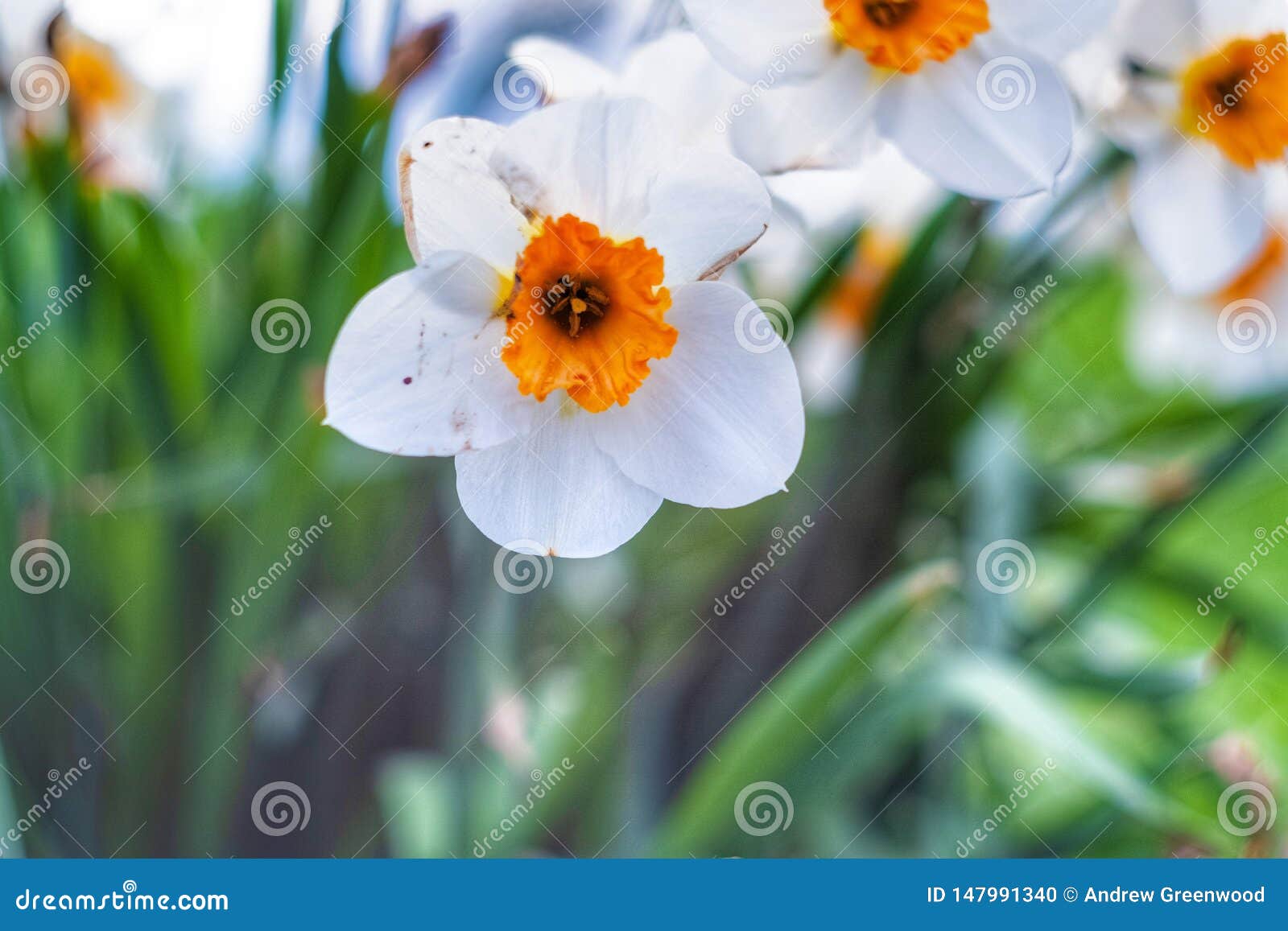 Blurred flower vision. stock photo. Image of colour 147991340