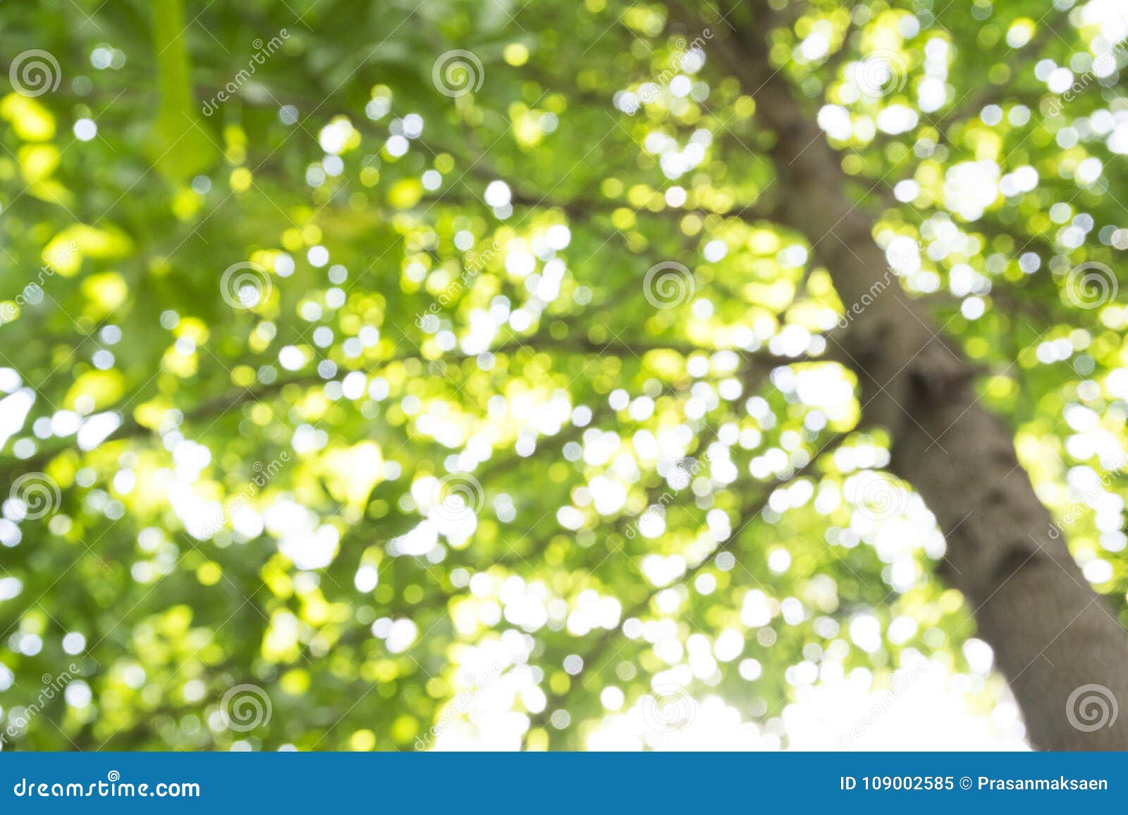 Loài cây xanh tươi là biểu tượng cho sự sống và môi trường trong lành. Chúng tôi giới thiệu đến bạn những bức ảnh về lá cây đầy ý nghĩa, tạo ra một khung cảnh đẹp mắt và ý nghĩa về sức sống và bảo vệ môi trường. Hãy cùng nhau khám phá chúng ngay.