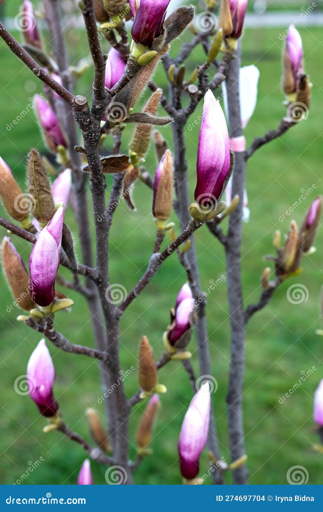 Blurred Image of Buds on a Magnolia Tree in the Park Stock Photo