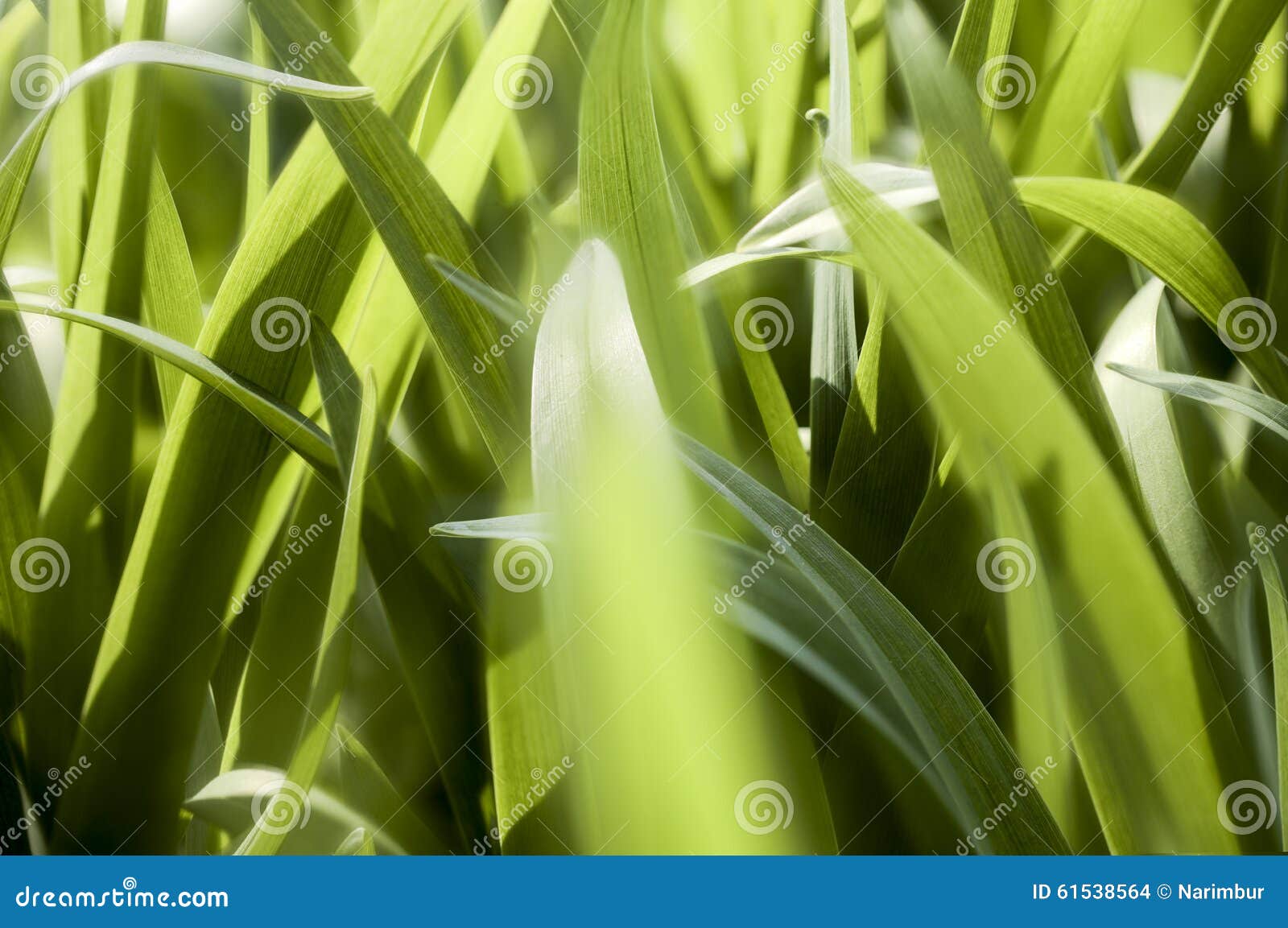 Blurred macro of grass stock photo. Image of growth, wallpaper 61538564