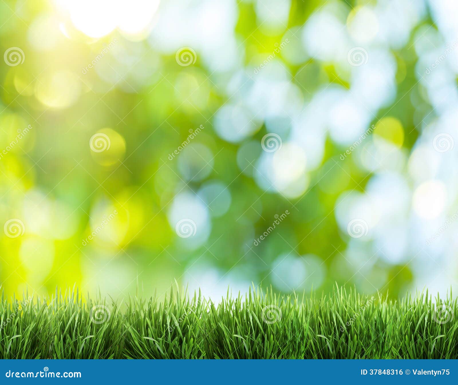 Blurred Nature Background Stock Photo Image Of Grass 37848316