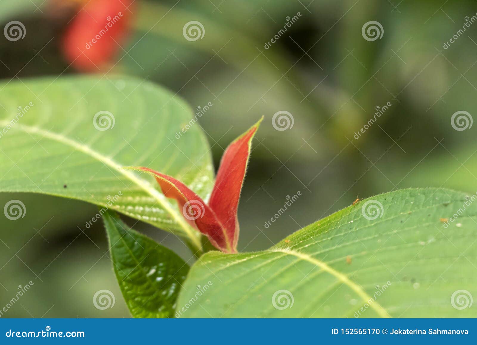 blurred nature background with red tropical flower : hot lips flower, psychotria poeppigiana