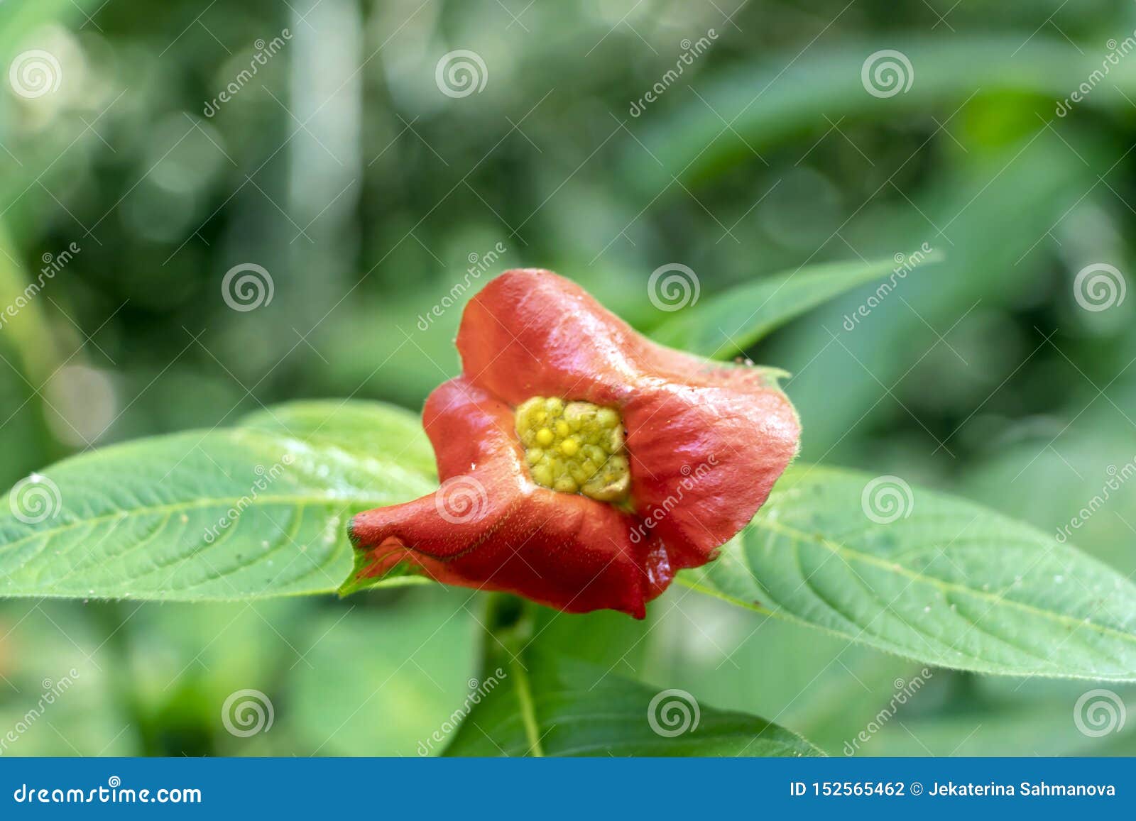 blurred nature background with red tropical flower : hot lips flower, psychotria poeppigiana