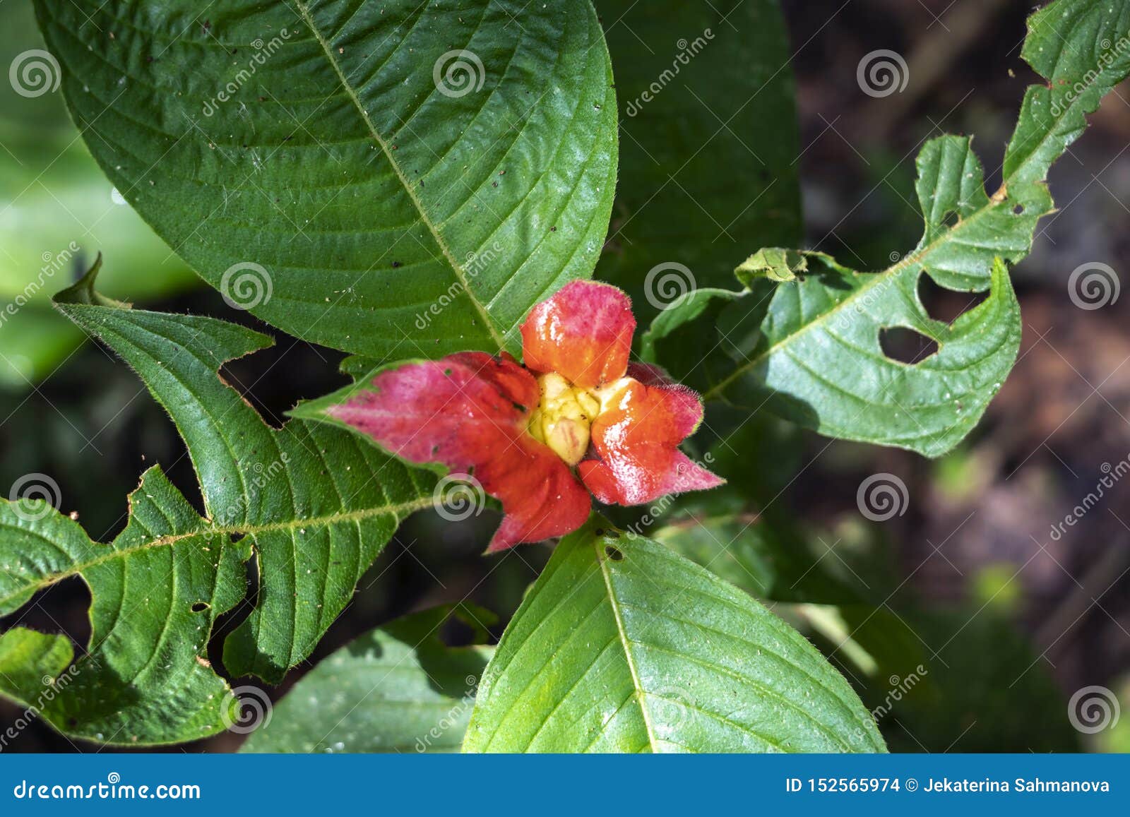 blurred nature background with red tropical flower : hot lips flower, psychotria poeppigiana