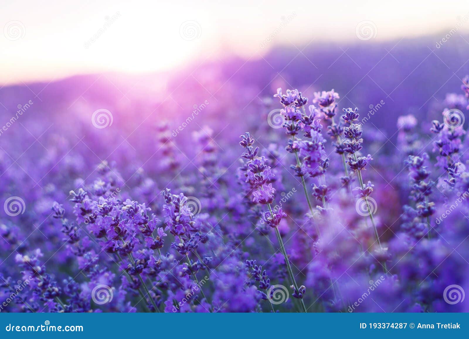 Blurred Nature Scenes. Lavender Flowers Beautiful Nature Field Scene in  Sunlight. Lavender Flower Background. Dawn in a Stock Image - Image of  freshness, color: 193374287