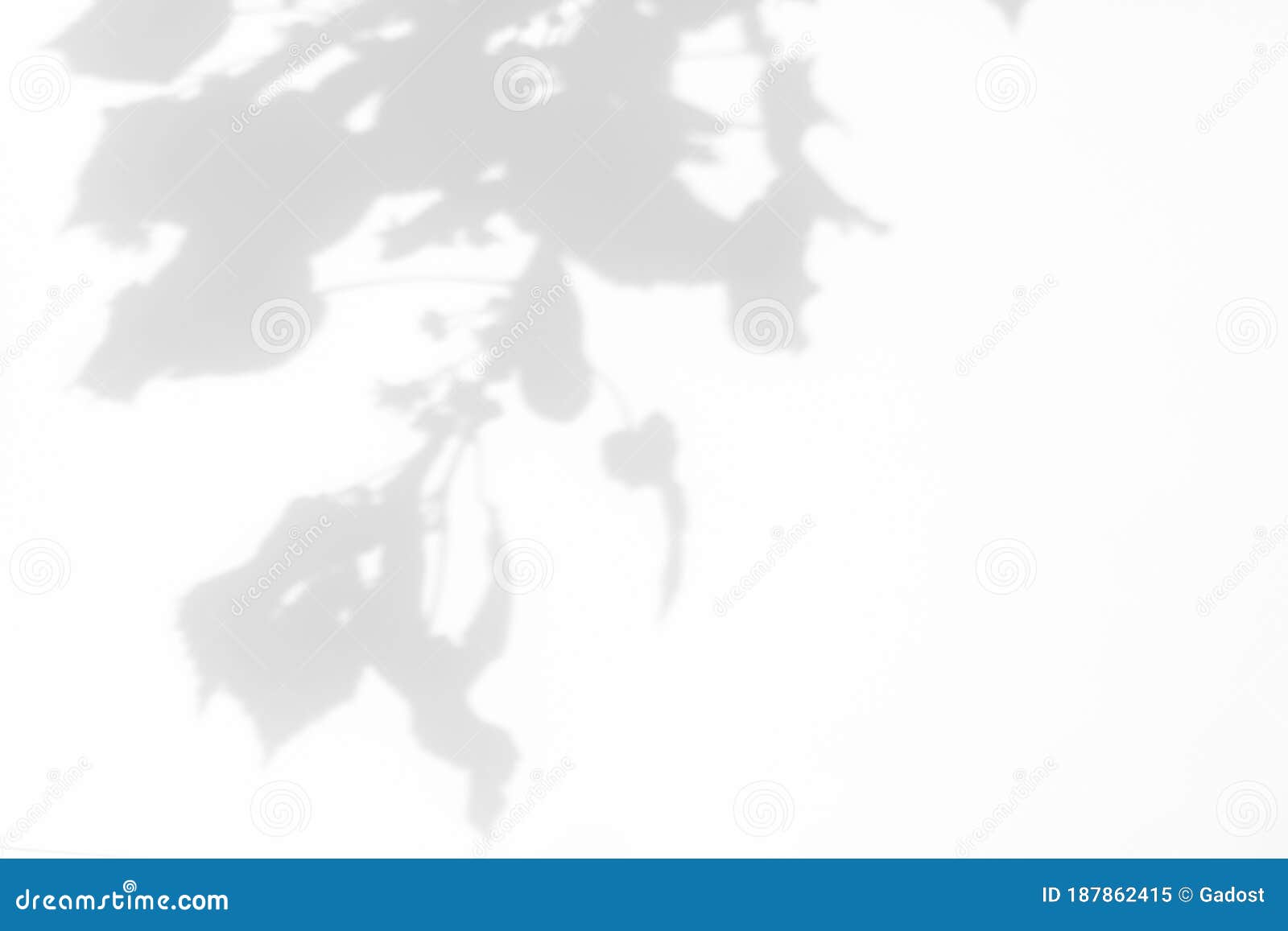 Shadows of the Tree Branches on a White Wall Stock Image - Image of
