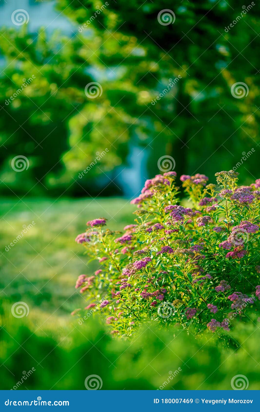 Blurred Park, Natural Background Stock Image - Image of natural, background:  180007469