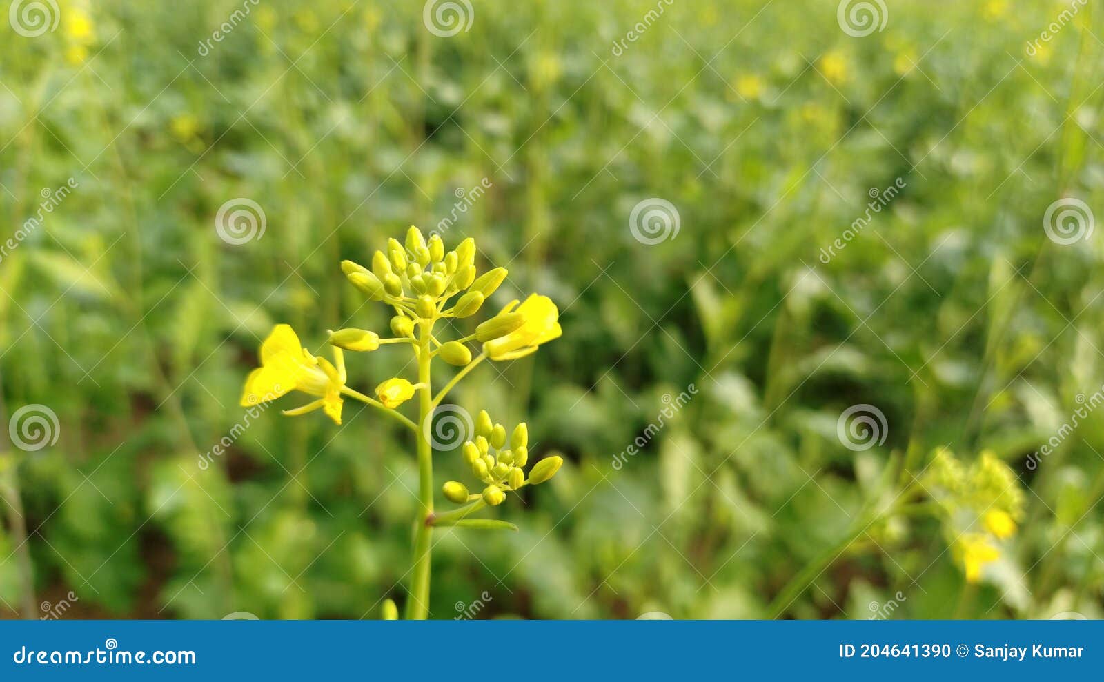 blurred picture of mustard flowers