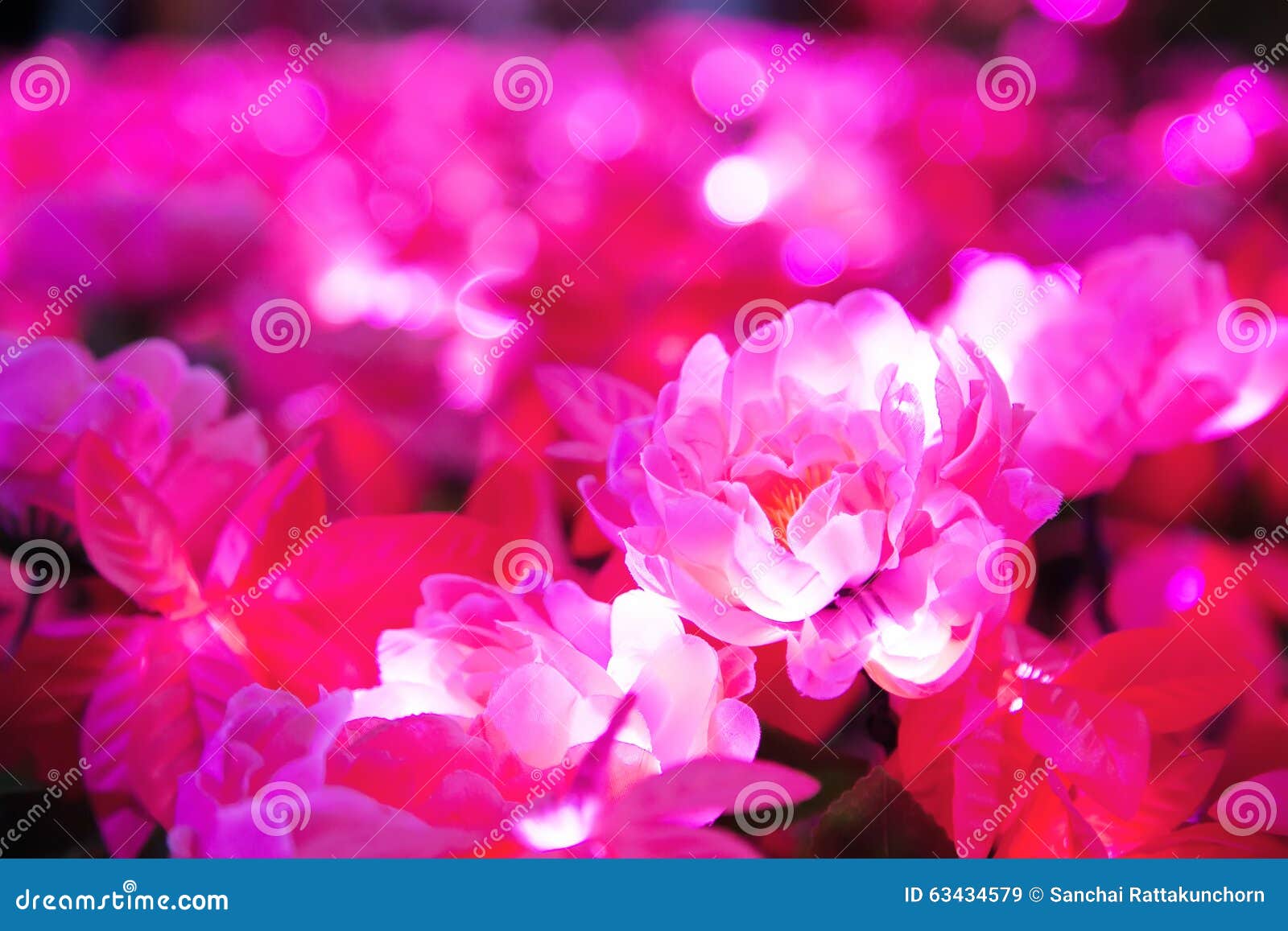 Blurred Of Pink Flower With Round Shape Illuminated LED Lighting Stock