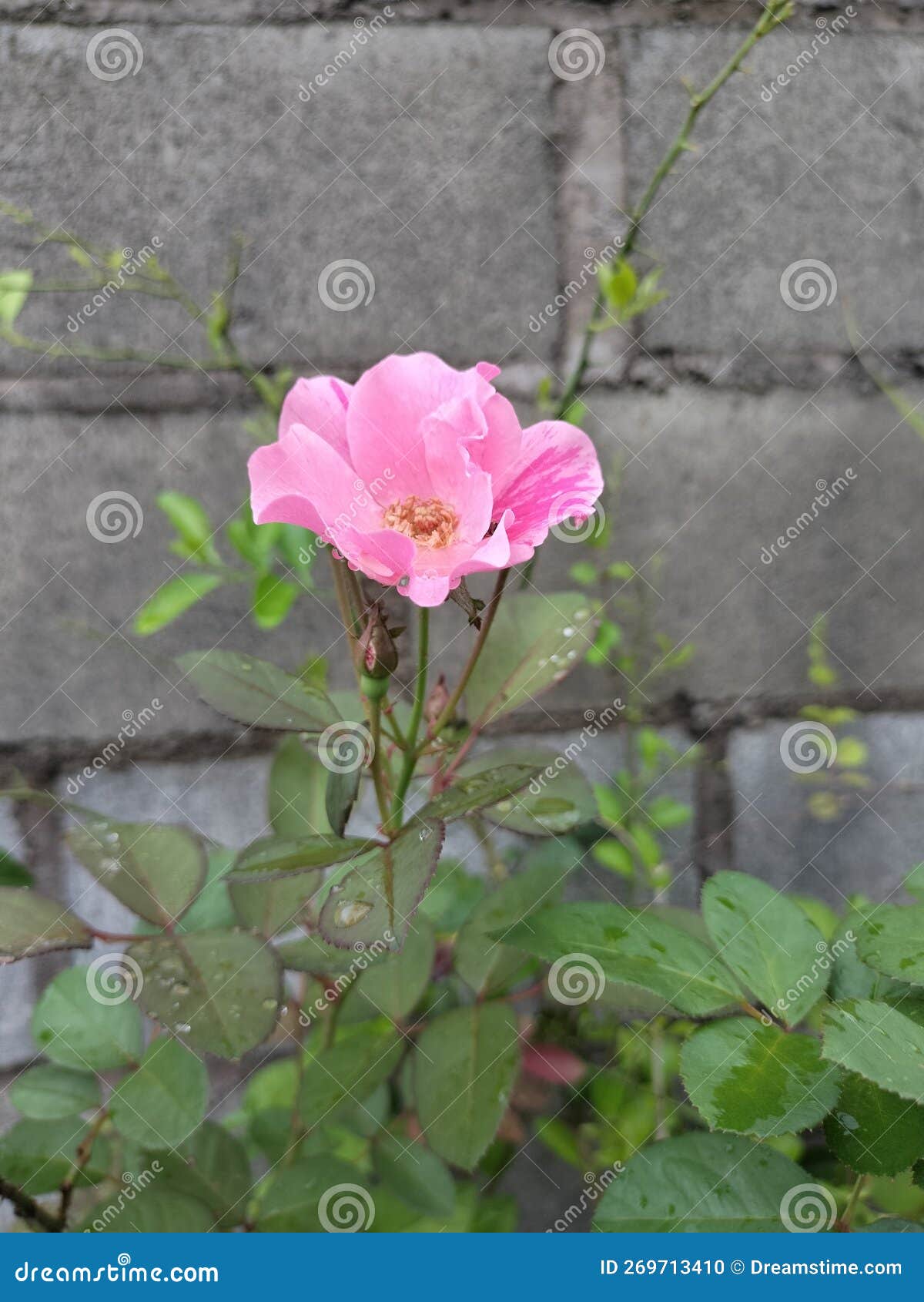 blurred pink rose and dew spash.
