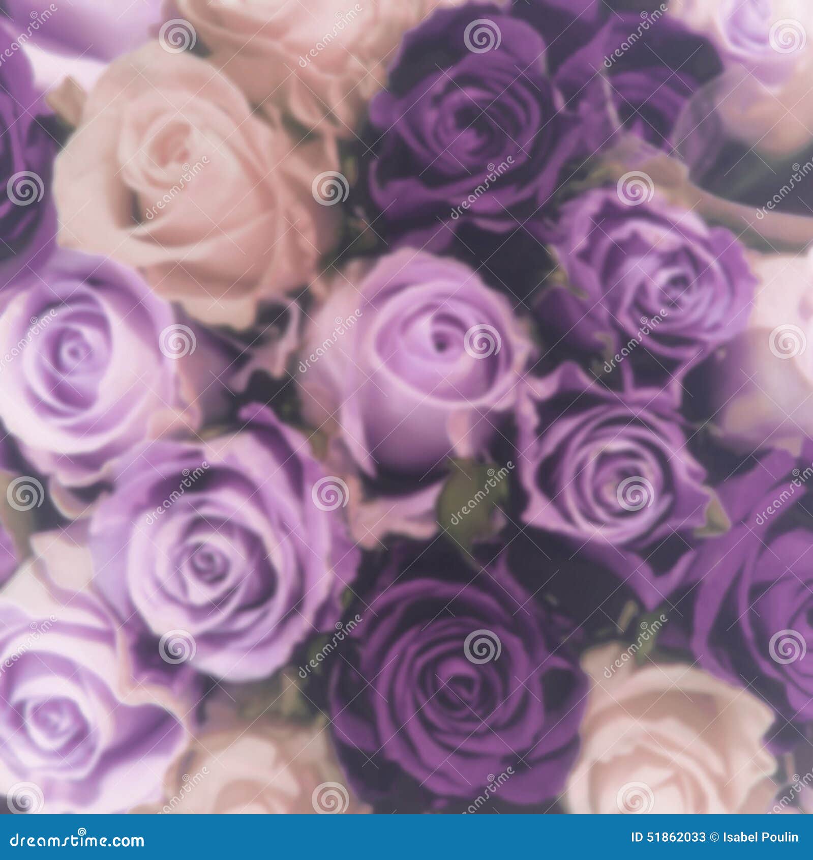 Featured image of post Purple And Pink Roses Wallpaper - Use them in commercial designs under lifetime, perpetual &amp; worldwide rights.