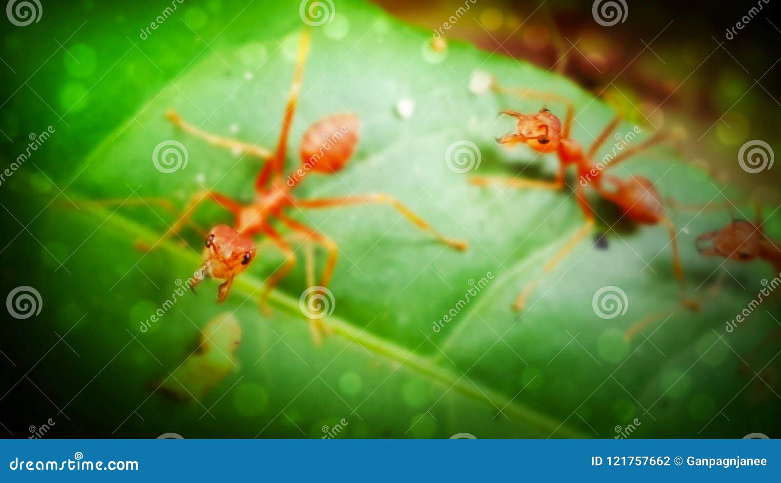 blurred red ants on the leaf. animal abstract background