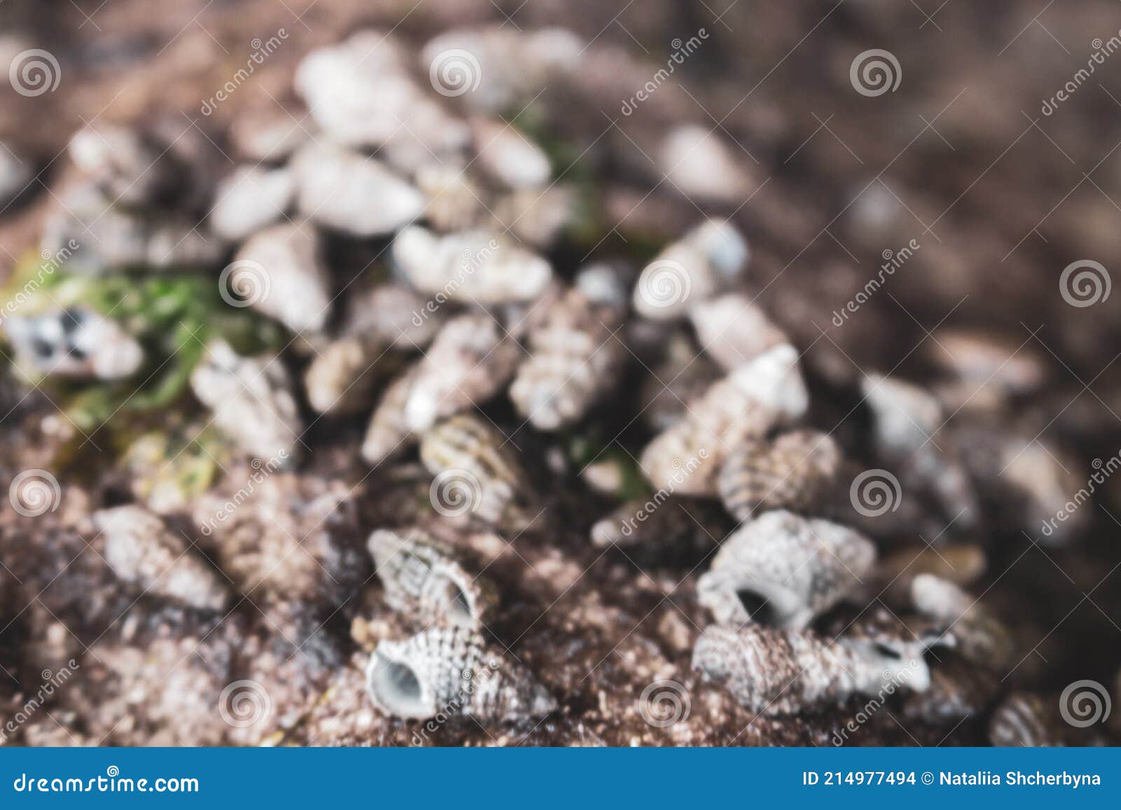 blurred shells close up. defocused sea shells on the rock. sea bottom close up. small shells macro. wild nature concept.