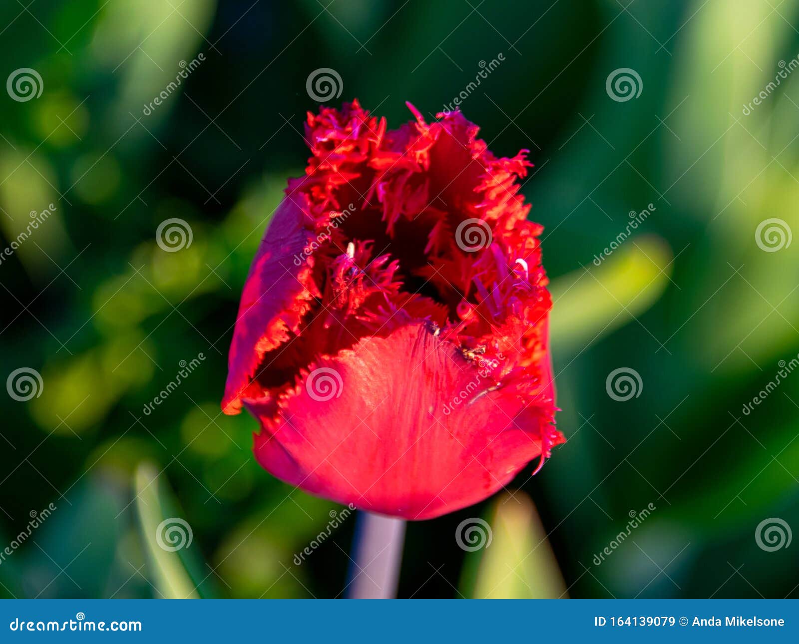 Tulips Closeup View Stock Image Image of blurred, close 164139079