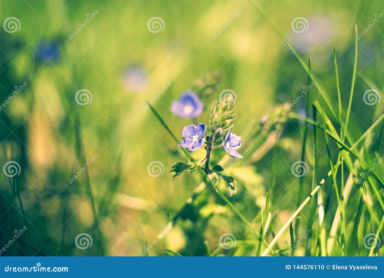 Blurry Background By Many Wild Blue Flowers On Morning On Delicate