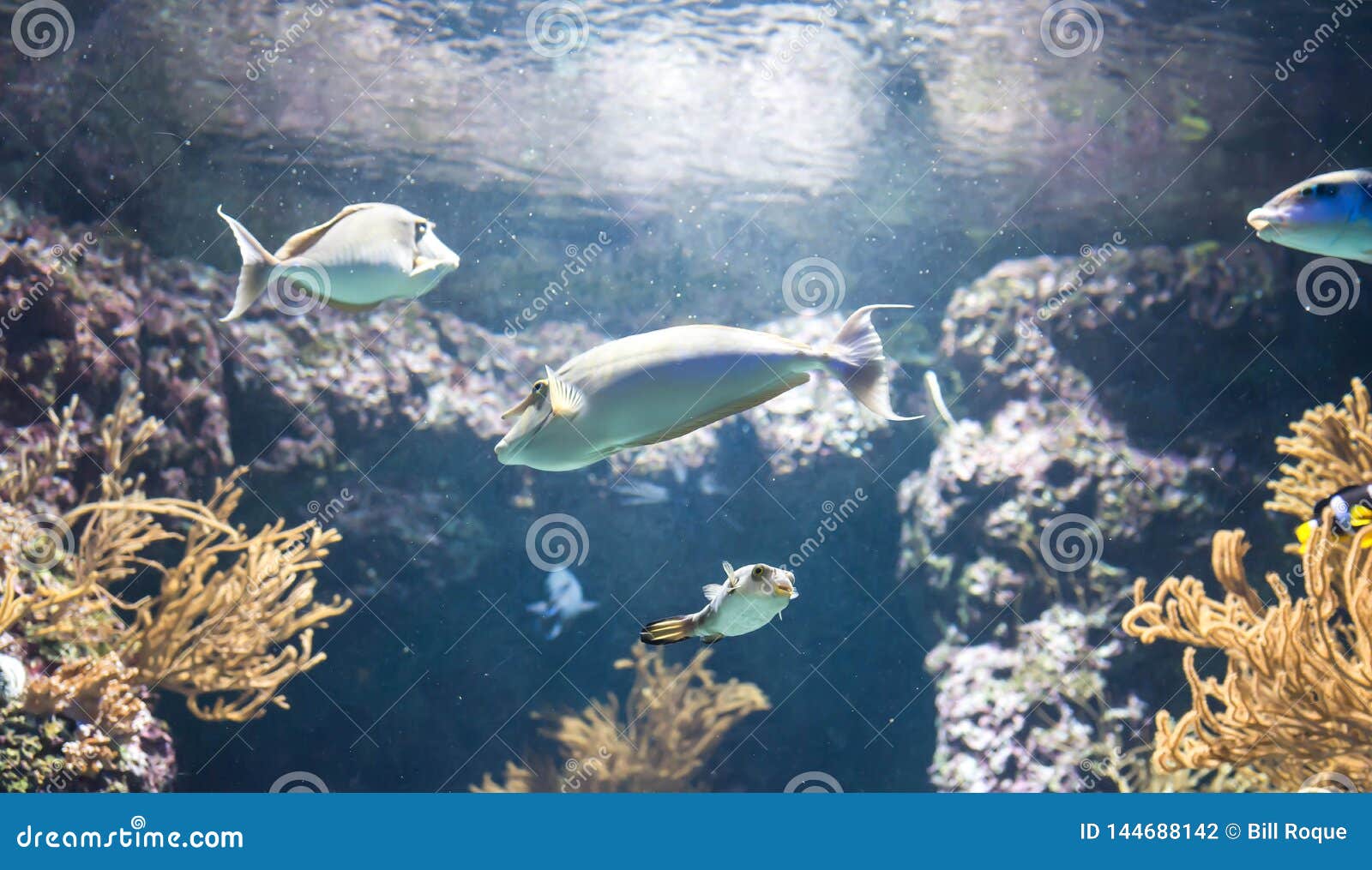 Blurry Photo of Unicorn Fish in a Sea Aquarium Stock Photo - Image of ...