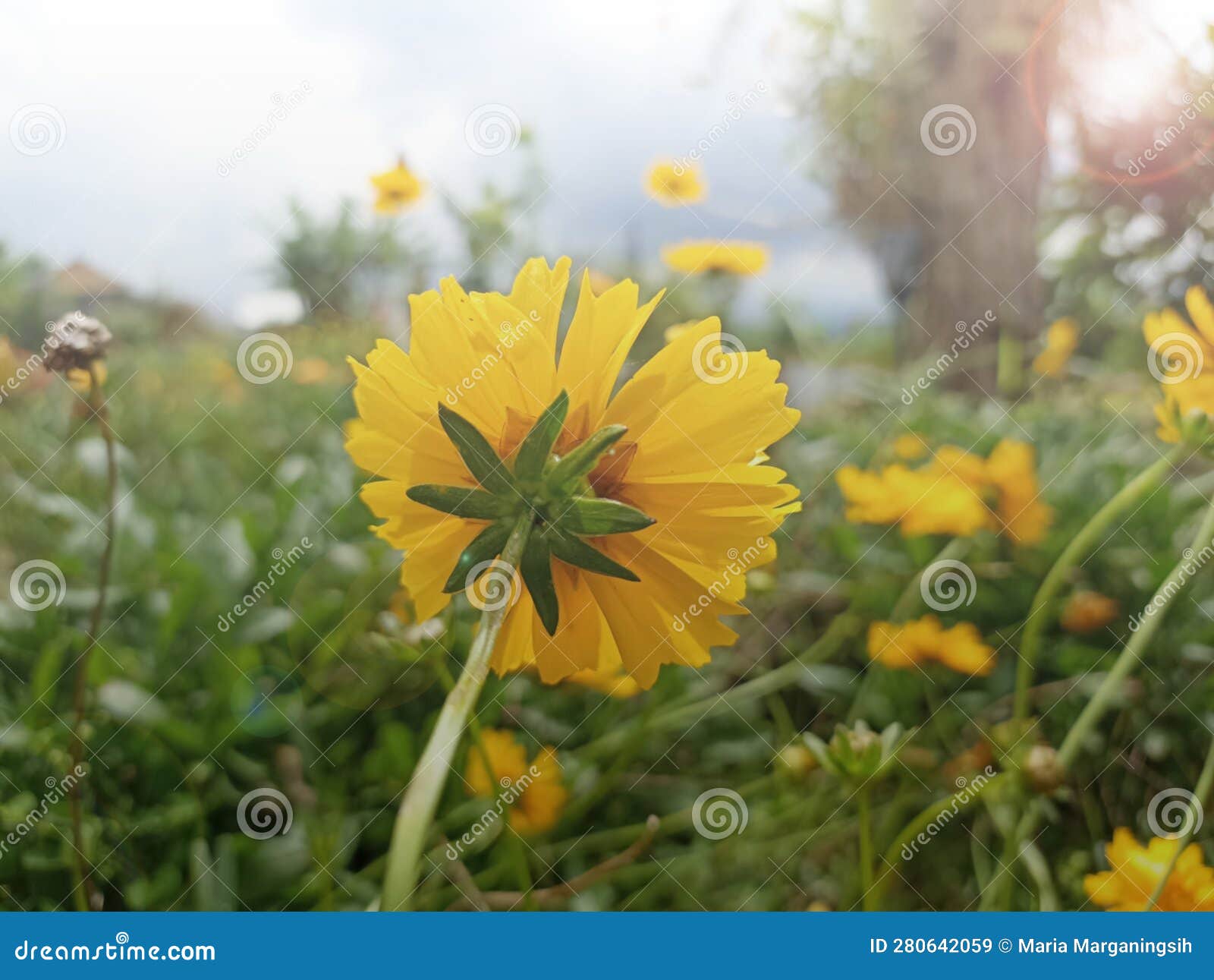 blurry soft background of yellow cosmos flowers. low back angle of yellow garden cosmos flower. spring or summer flower background