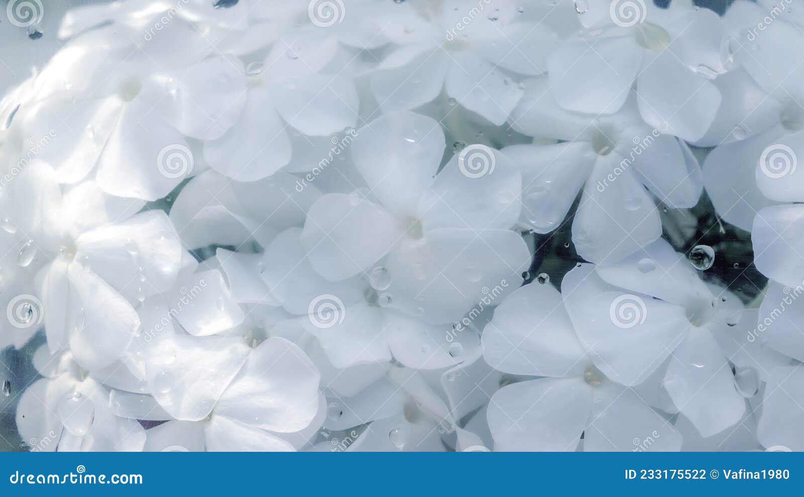 24+ Wet Flower Under Glass Wallpaper