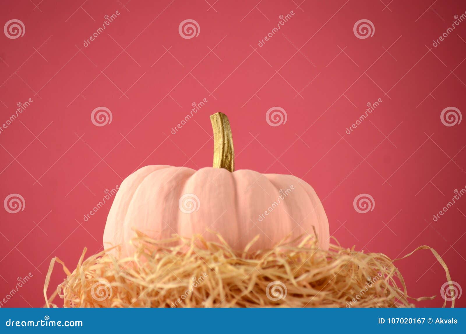 Blush Pink Pumpkins With Gold Stems On Solid Color Background With Copy
