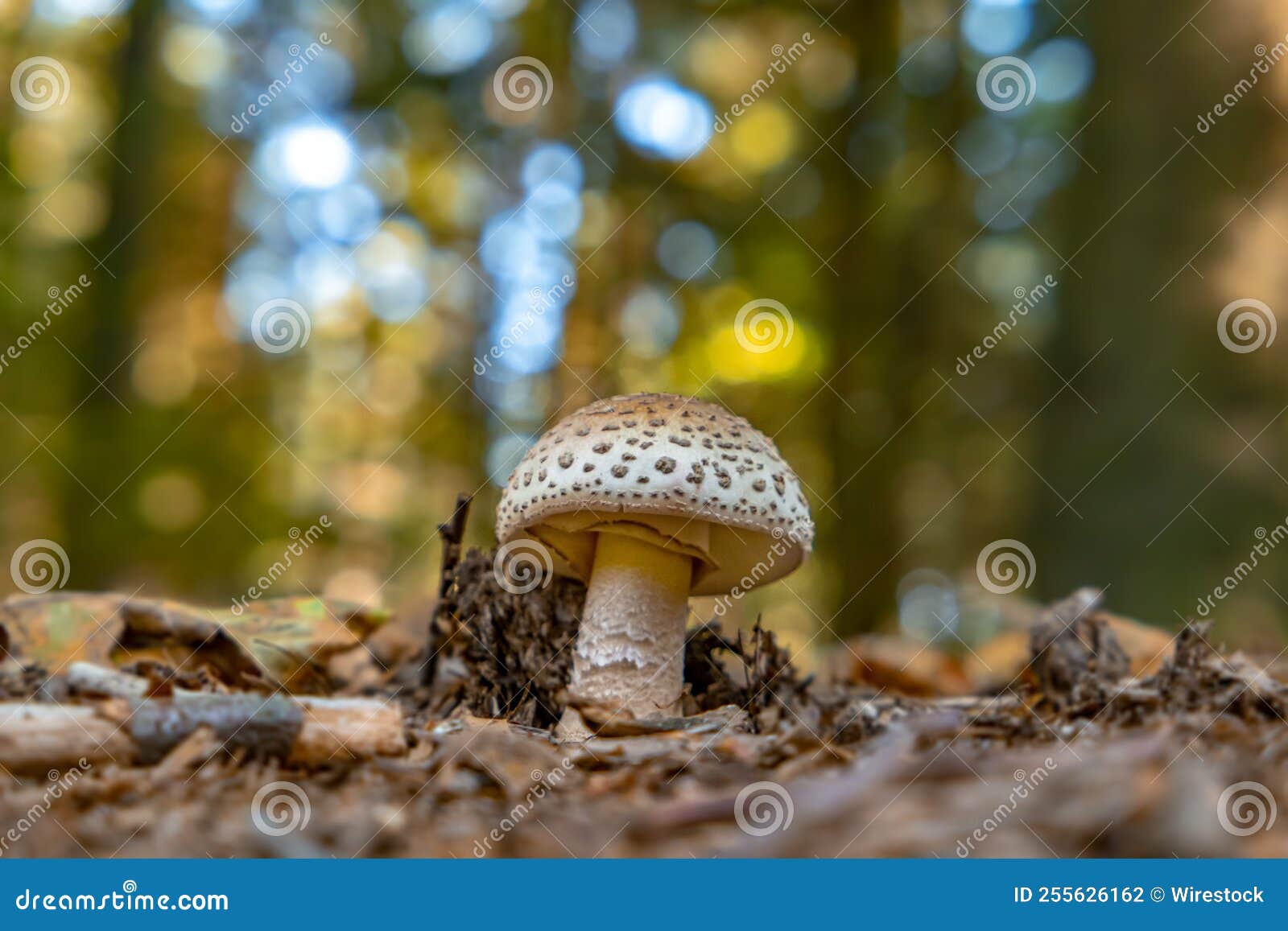 blusher mushroom (amanita rubescens) in a coniferous forest