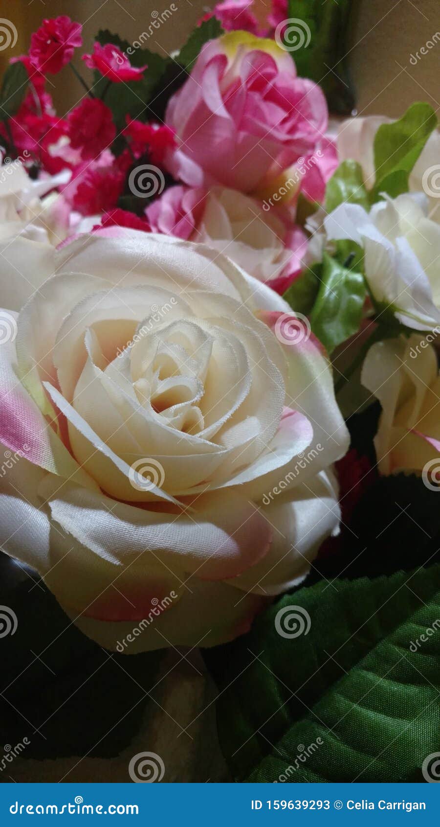 Photography blushing rose Blushing Rose