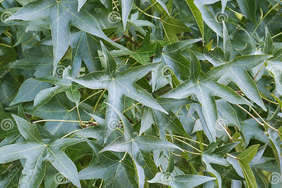 Blätter Des Amerikanischen Amberbaumes Stockfoto Bild von baum, nave
